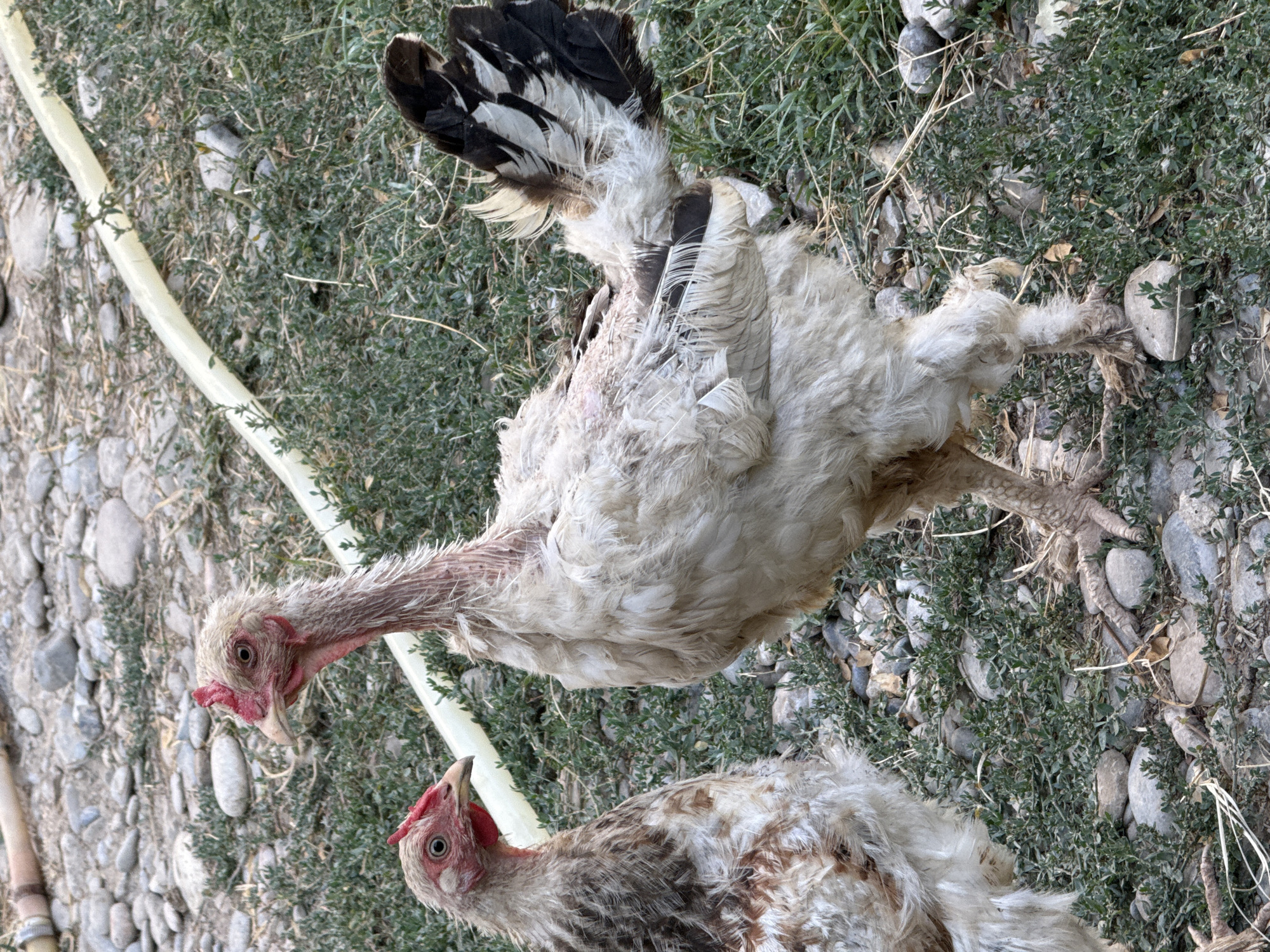 Two chickens are in the foreground, standing on rocky ground with sparse green vegetation. A yellow hose lies across the ground in the background. The chicken on the left is mostly brown and white, while the chicken on the right is predominantly white with black and white tail feathers. Both chickens have bare necks. The scene appears to be outdoors, possibly in a yard or rural area, given the natural elements and the presence of livestock.