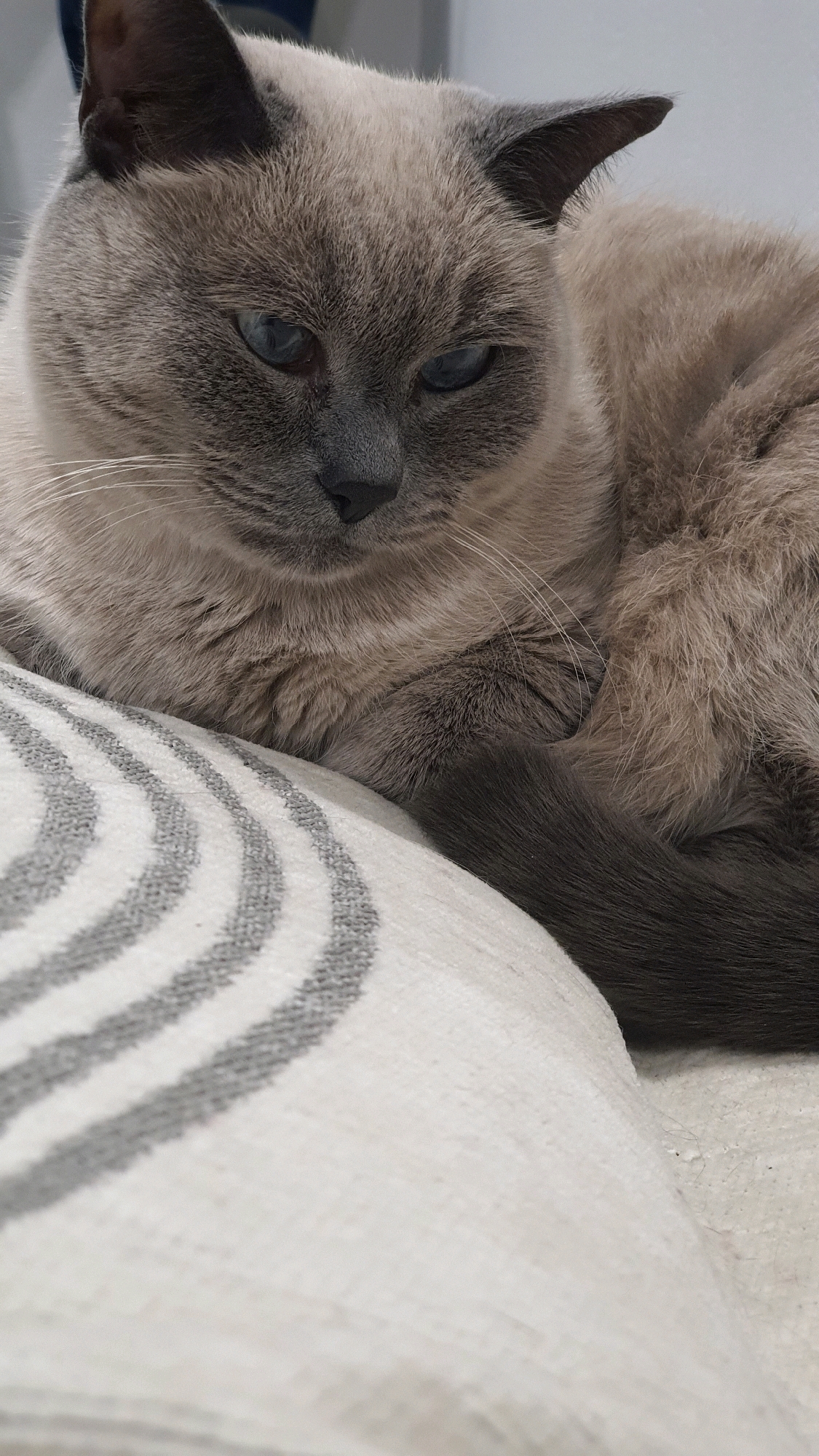 A close-up, vertical, eye-level shot shows a Siamese cat with blue eyes resting on a striped pillow. The cat's fur is predominantly light brown with darker points on its ears and face. Its tail is curled around its body. The pillow has a pattern of grey and white stripes. The background is out of focus and appears to be indoors. The image does not provide any information about the location in Krasnoyarsk, Russia.
