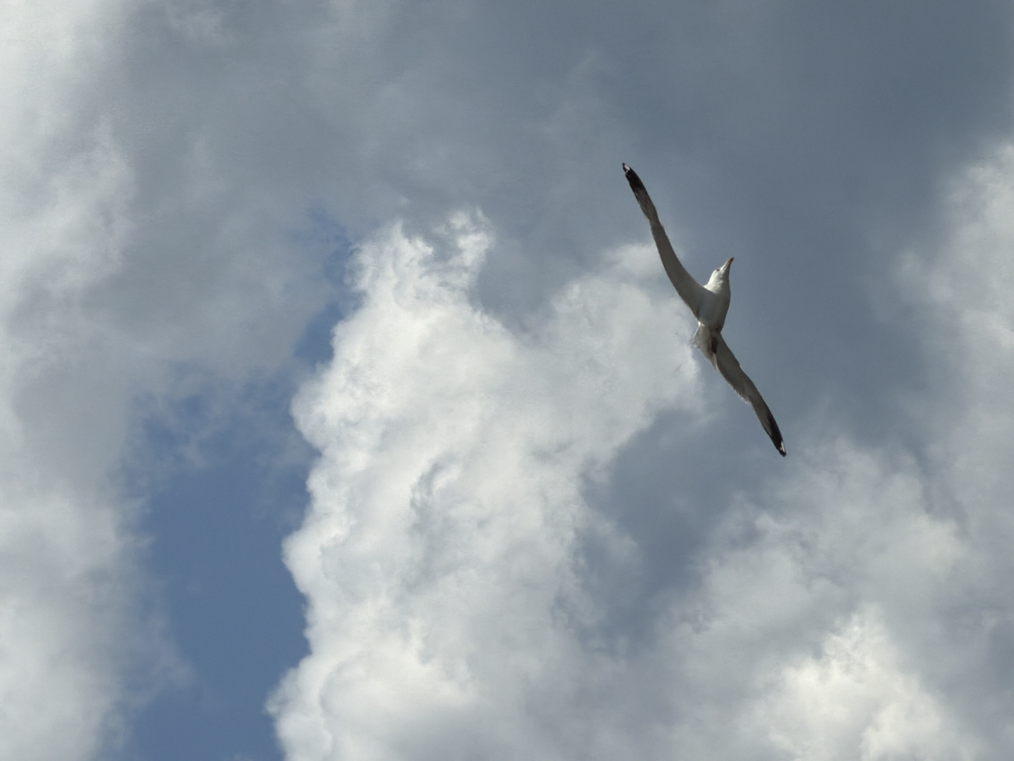A white seagull is captured mid-flight against a sky filled with dramatic clouds. The bird is positioned in the lower right quadrant of the image, its wings outstretched and tilted slightly upwards. Its body is white with some gray markings on its wings and tail, and its beak is visible. The sky is a mix of dark gray storm clouds and lighter, brighter clouds, with patches of blue sky peeking through. The overall impression is one of natural beauty and movement. This image was taken in the city of Chaikovsky, Russia.