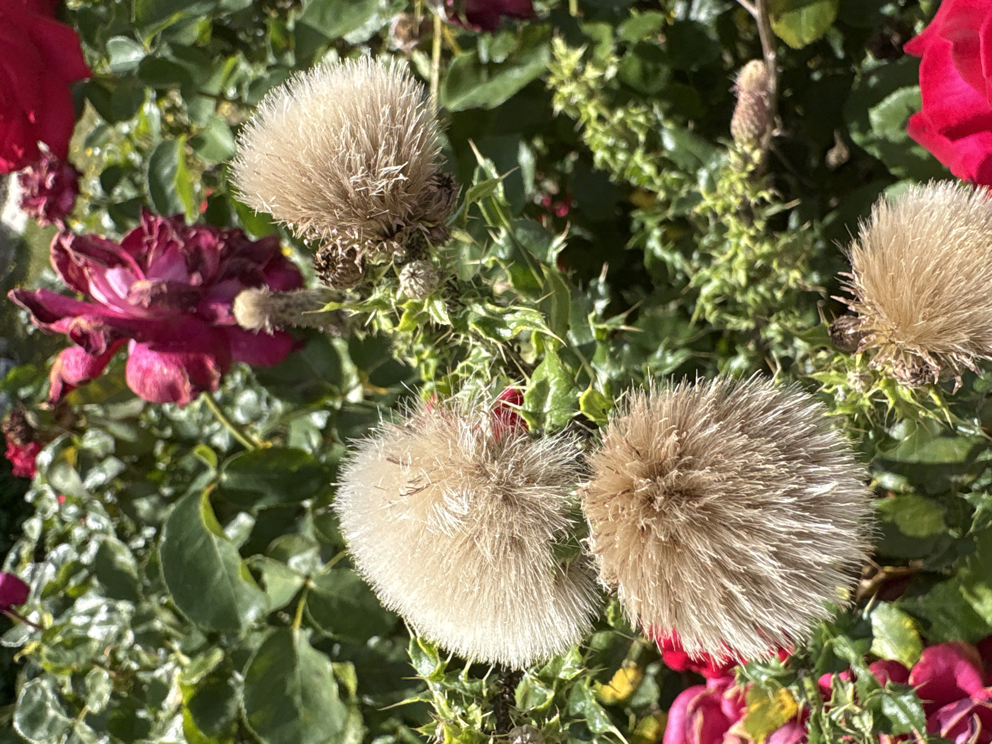 This is a close-up, eye-level, outdoor shot of a rose bush in bloom. The foreground is dominated by three fuzzy seed pods with light brown, wispy filaments. These pods are positioned in a triangular arrangement, with two in the lower half and one slightly higher and to the right. They are surrounded by green foliage and thorny stems. In the background, several deep pink and red rose blossoms are visible, some in full bloom and others in various stages of wilting. The lighting suggests a sunny day, casting natural shadows and highlighting the textures of the plant. The scene is static, focusing on the botanical details of the rose bush.