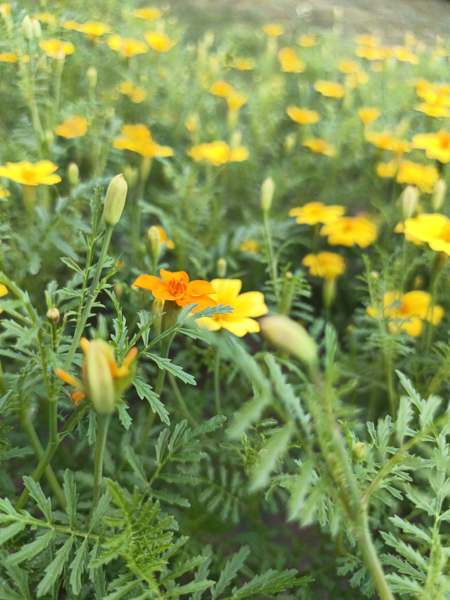 In a field of marigolds in Losevo, Belarus, a close-up shot captures a cluster of vibrant orange and yellow flowers with green foliage. Some flowers are in full bloom, while others are still buds, indicating a garden in its prime. The focus is sharp on the foreground flowers and leaves, with a blurred background of more marigolds, creating a sense of depth and abundance. The lighting suggests it is daytime, with soft, diffused light illuminating the scene. There are no people or animals visible in the image, allowing the focus to remain solely on the natural beauty of the flowers.