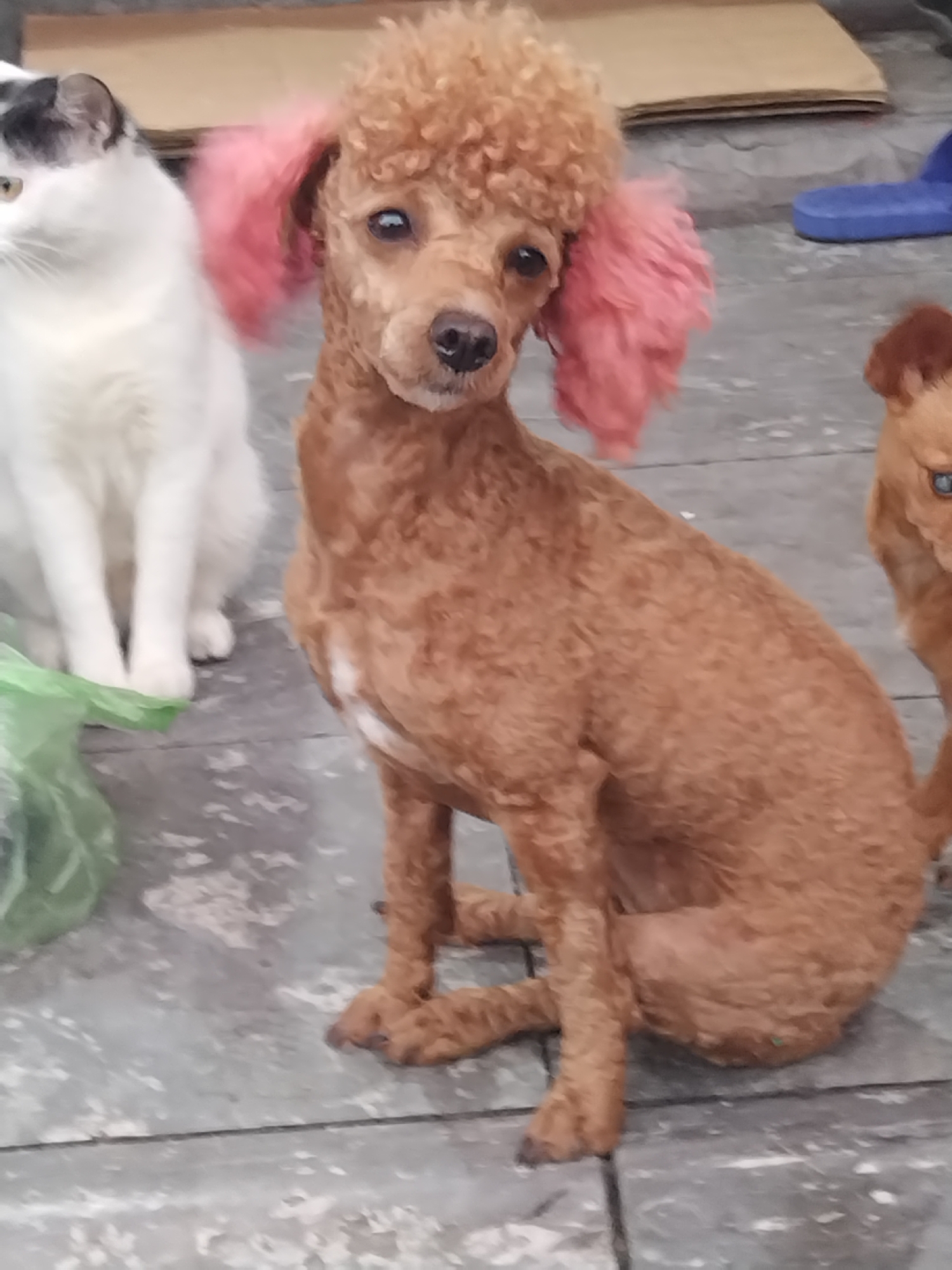 The image captures a small, light brown (tan) poodle with distinctive bright pink-dyed ears, sitting outdoors on a grey, paved surface. The poodle is positioned centrally, looking directly at the viewer with an alert and calm expression. Its curly coat is typical of the breed.
To the left of the main poodle, a white cat with black patches on its head and yellow eyes is partially visible, also sitting. Only the cat's front half is within the frame. On the right side of the image, another light brown poodle is partly visible, suggesting multiple dogs are present.
The background shows a casual outdoor setting with various items, including a brown cardboard box, a bright blue slipper, and a crumpled green plastic bag. These objects are scattered on the grey, possibly tiled or concrete ground. The lighting suggests it is daytime. The animals appear relaxed, with no specific activity taking place other than resting. No text is visible in the image. The scene offers a glimpse into a domestic or urban outdoor environment in Bai Chay Ward, Vietnam.