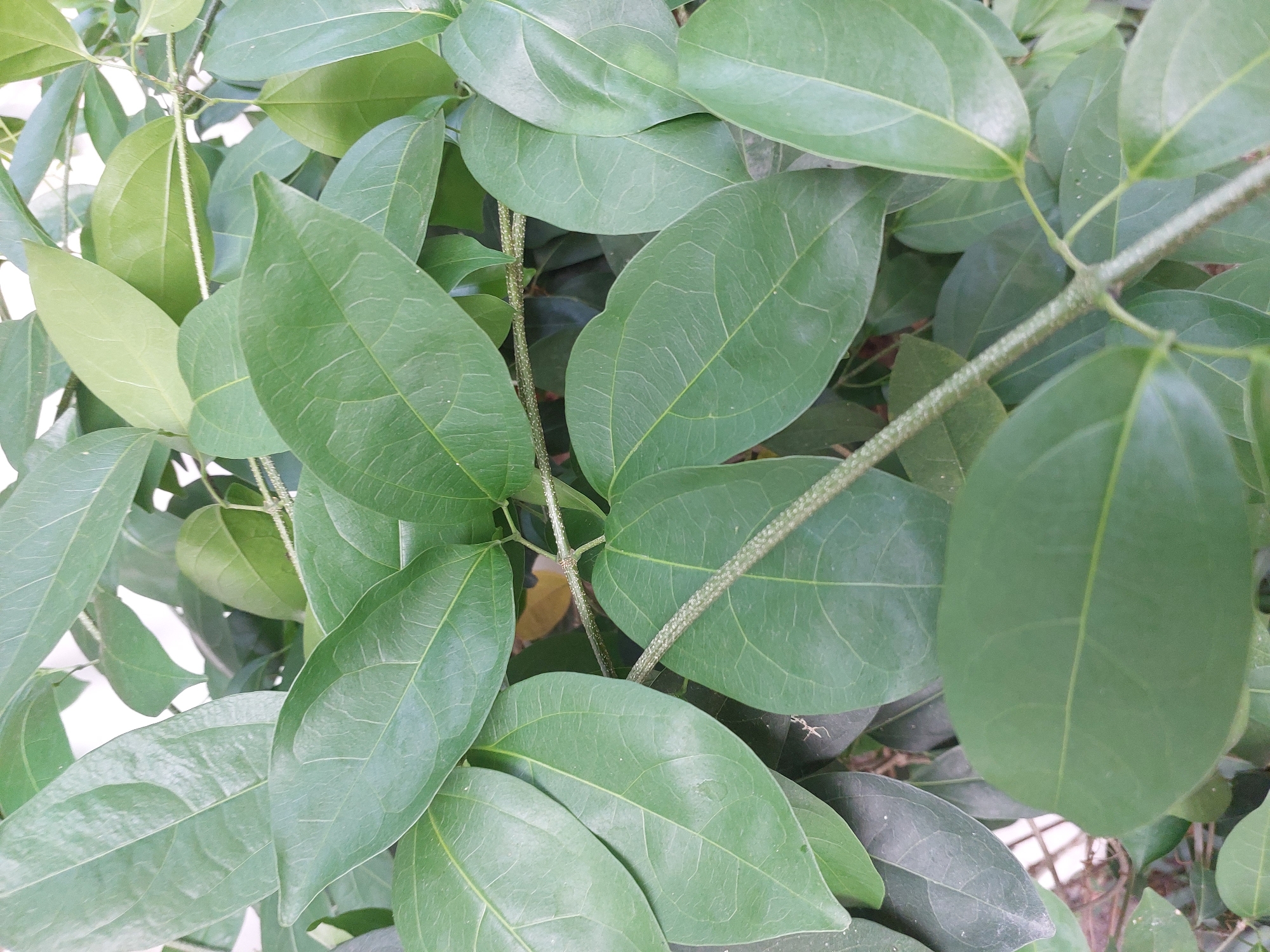 A close-up, overhead shot captures a dense cluster of vibrant green leaves on a plant. The leaves are broad and ovate with prominent veins running through them, and many are overlapping. A thin, textured stem, speckled with tiny bumps, winds its way through the foliage. The background is a blur of darker green, suggesting more leaves or shadows. The scene is outdoors, likely in Baan Mae Nam, Thailand, given the subtropical foliage and the warm, diffused lighting, indicative of natural daylight. There are no people or specific actions depicted, just the natural growth of the plant.