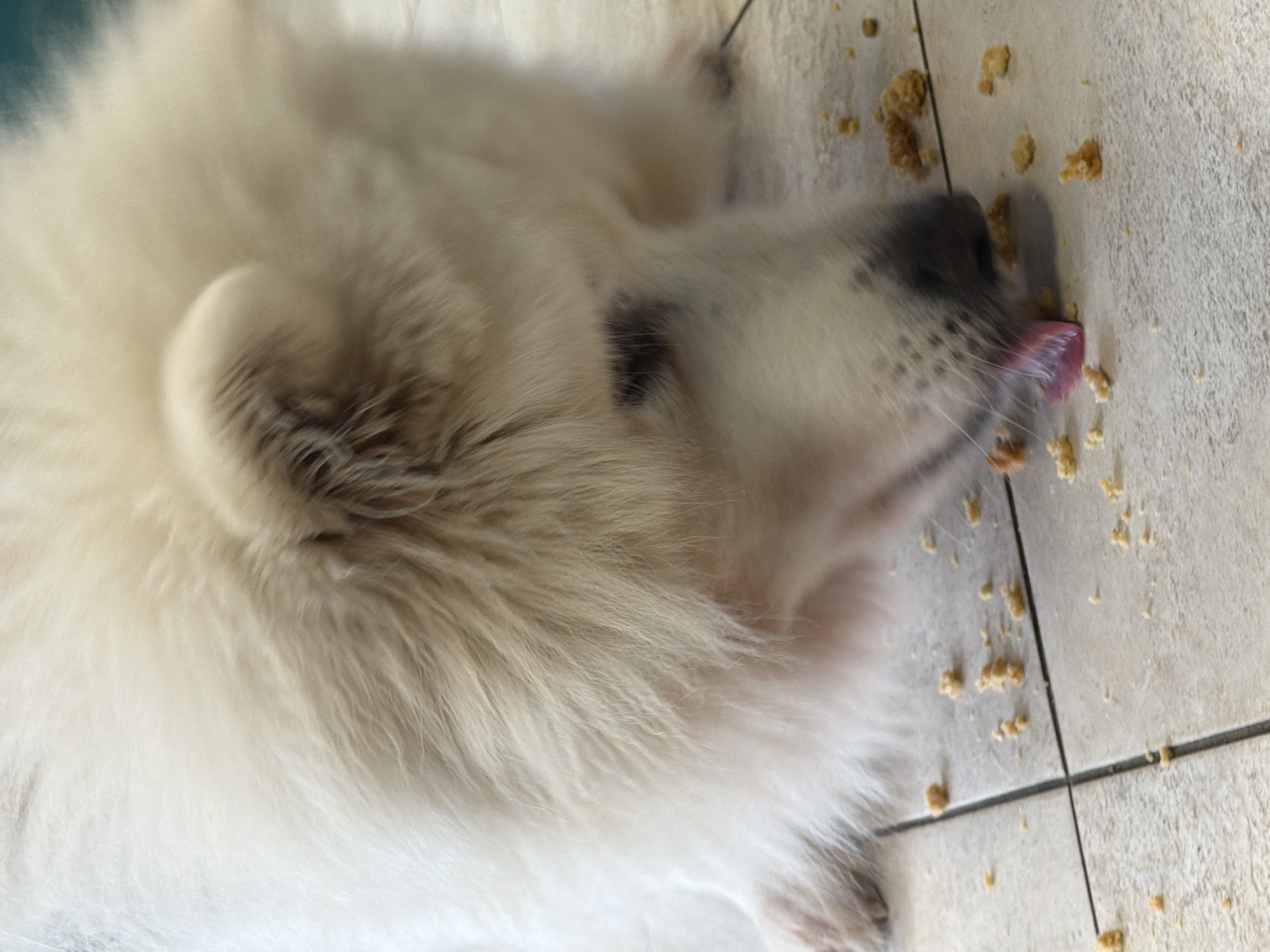 A fluffy, white Samoyed dog is lying on a light-colored tile floor, licking up crumbs with its pink tongue. The dog's head is positioned near the crumbs, which appear to be scattered on the floor. The tile floor has dark grout lines. No location information is given in the image.