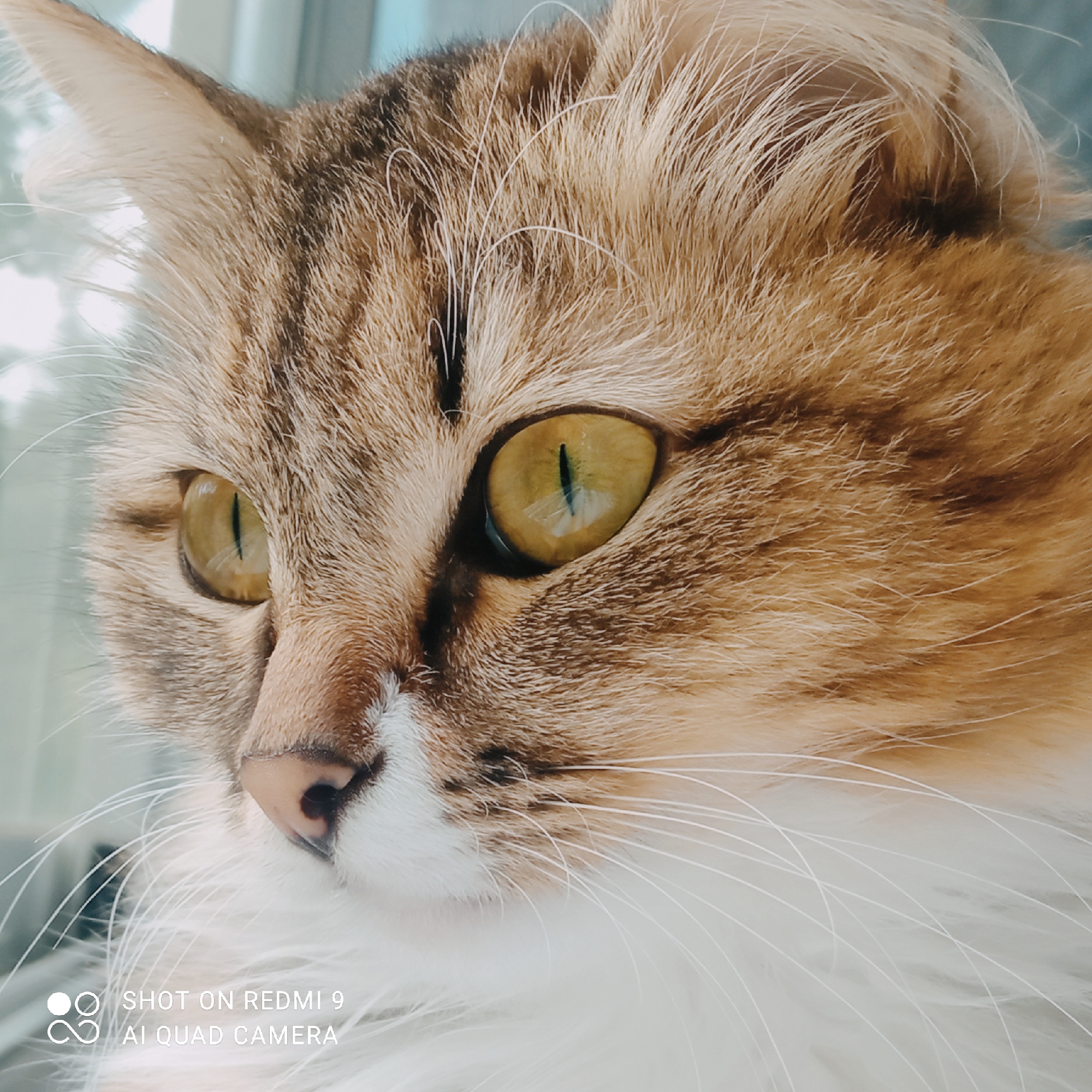 A close-up, eye-level shot features the face of a tabby cat, looking to the left. The cat has yellow-green eyes with vertical pupils, and its fur is a mix of brown, black, and white. Its whiskers are prominent and white, extending outwards. The background is blurred and appears to be a light-colored window or wall. The bottom left corner of the image displays a watermark: "SHOT ON REDMI 9 AI QUAD CAMERA". There is no identifiable location in the city of Chaikovsky, Russia, in this image.