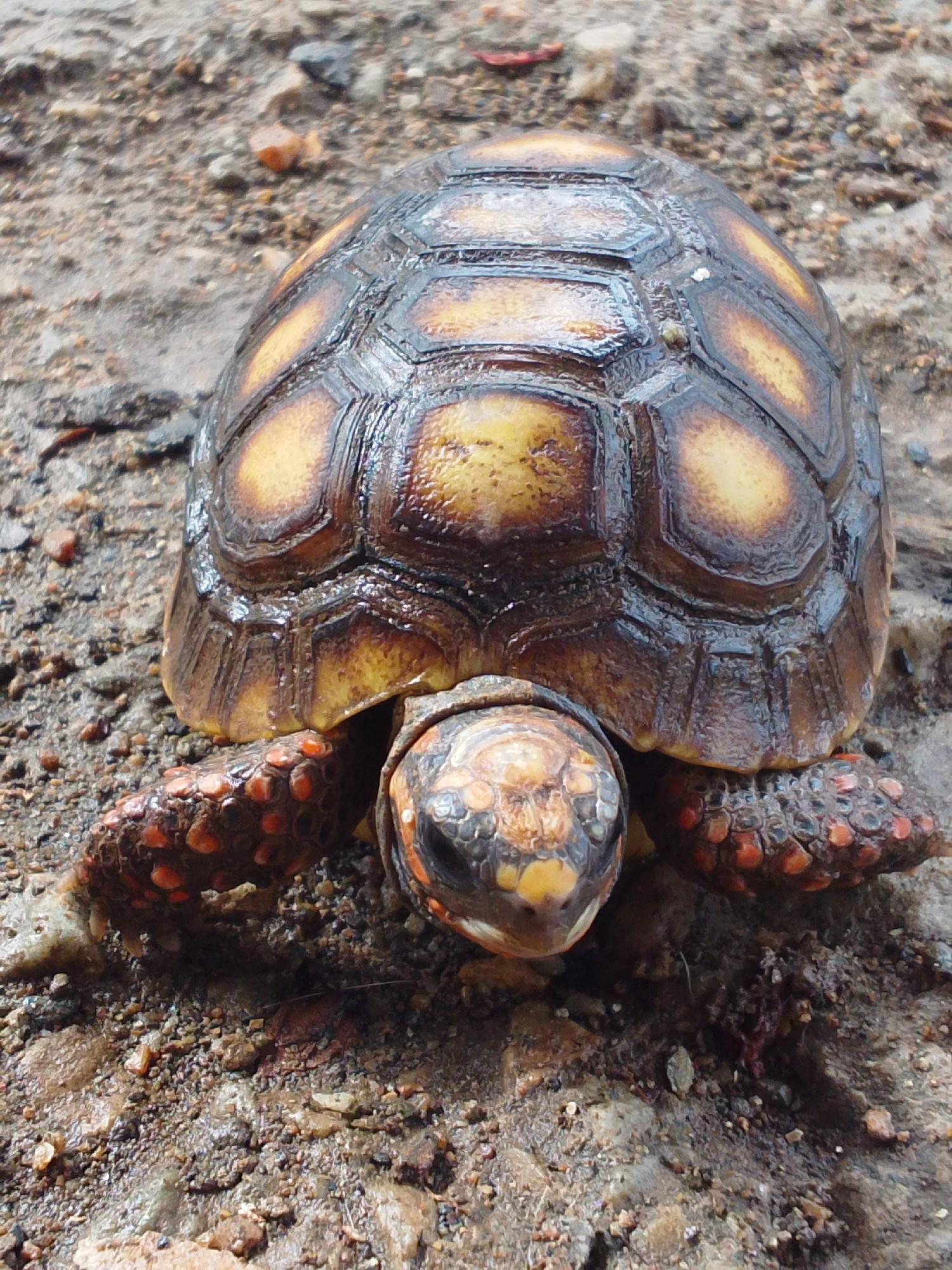 A red-footed tortoise is pictured from a high angle, resting on a surface of dirt and small rocks. The tortoise's shell, which is brown with yellow markings, is dominant in the frame. Its head and legs are visible, with the legs featuring a scaly texture and hints of red coloration. The ground is composed of coarse soil, interspersed with small pebbles and some debris, suggesting an outdoor, natural environment. The lighting appears to be natural, casting subtle shadows and highlighting the glossy texture of the tortoise's shell.