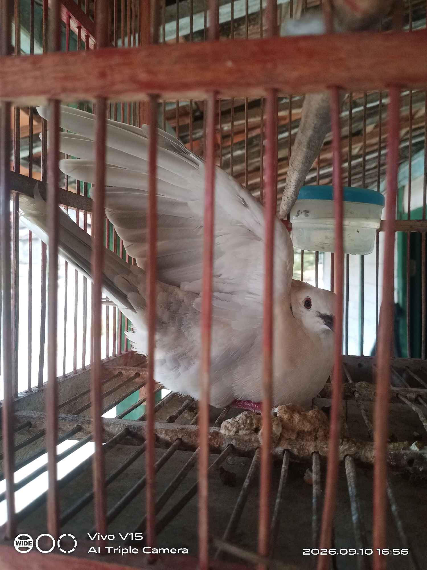 A light-colored dove, possibly a Collared Dove (Streptopelia decaocto), is perched inside a wooden birdcage. The dove is mostly facing to the right, with its head turned towards the viewer, revealing a red eye. Its wings are partially spread, showing layered white and grey feathers. The bird is resting on a cluster of dry, yellowish food pellets on the cage floor, which appears to be made of metal bars. A small, blue-lidded plastic water dispenser is attached to the upper back of the cage. The cage bars are reddish-brown wood. In the background, out of focus, are hints of a tiled roof and vertical green structures, suggesting an outdoor or semi-outdoor setting. A watermark at the bottom left indicates "Vivo V15 AI Triple Camera," and a timestamp at the bottom right reads "2026.09.10 16:56." While the image does not definitively place the location in Plosorejo, Indonesia, the style of the cage and the general environment are consistent with rural or semi-urban Indonesian settings.