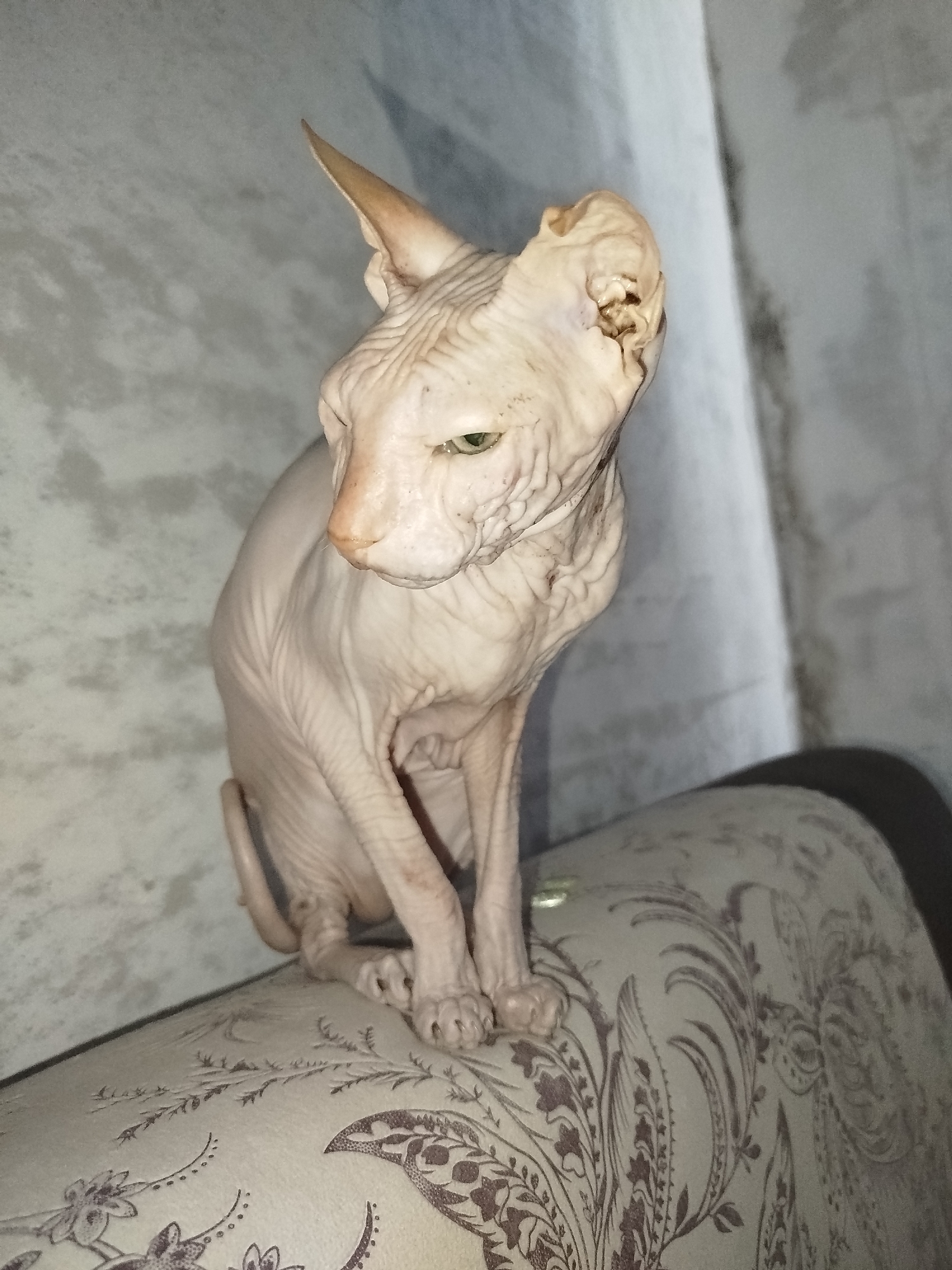 A light-skinned Sphynx cat with green eyes sits on a textured surface. The cat is facing left, with its head tilted down slightly. Its skin is wrinkled, and its ears are large and pointed. The surface the cat is sitting on appears to be upholstered, with a patterned fabric in shades of beige and brown. The background is a muted, textured wall in shades of gray. The lighting is dim, creating shadows that emphasize the cat's features. The scene appears to be indoors, in what might be a domestic setting. There is no indication of the location being in Zavodoukovsk, Russia.