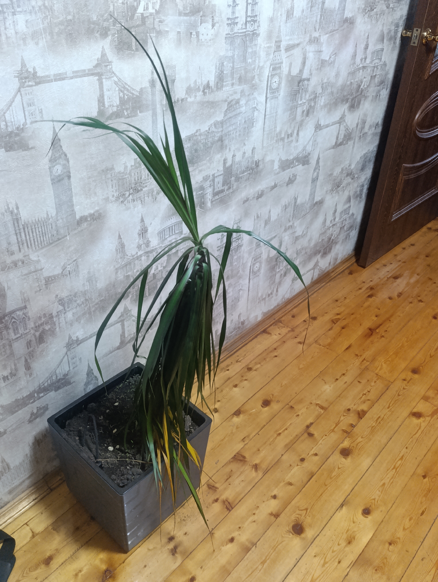 An indoor scene in Krasnoyarsk, Russia, features a potted plant positioned against a wall with wallpaper and beside a wooden door. The primary subject is a tall, slender plant, possibly a dracaena, with long, drooping green leaves. Some of the lower leaves show signs of yellowing. The plant is housed in a dark grey or black square pot filled with dark soil.
Behind the plant, the wall is adorned with wallpaper displaying a grayscale collage of prominent London landmarks, including Big Ben (Elizabeth Tower), the Houses of Parliament, Tower Bridge, and St. Paul's Cathedral. The intricate illustrations create a detailed backdrop. To the right, a dark brown wooden door with a lighter grain is partially visible, featuring a golden doorknob or latch mechanism. The floor is covered with light-colored wooden planks laid diagonally, exhibiting natural wood grain and knots. The lighting in the room appears to be ambient, typical of an interior space. No specific activity or event is taking place, depicting a static home interior. There is no visible text.
