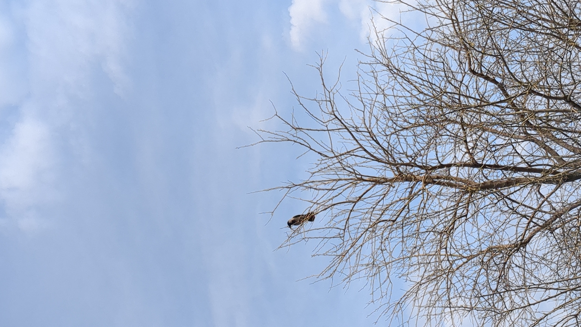 The image captures an outdoor scene featuring a dark-colored bird perched on a bare tree branch against a bright, clear blue sky with sparse white clouds. The tree, likely in winter or early spring given its leafless state, occupies the right side of the frame, with its intricate network of branches extending across the sky. The bird, a relatively small figure, is positioned on a branch slightly to the left of the image's center, appearing to be looking downwards or hunched. The overall impression is a serene daytime moment in Gelendzhik, Russia, showcasing natural elements under a bright sky. There is no visible text.