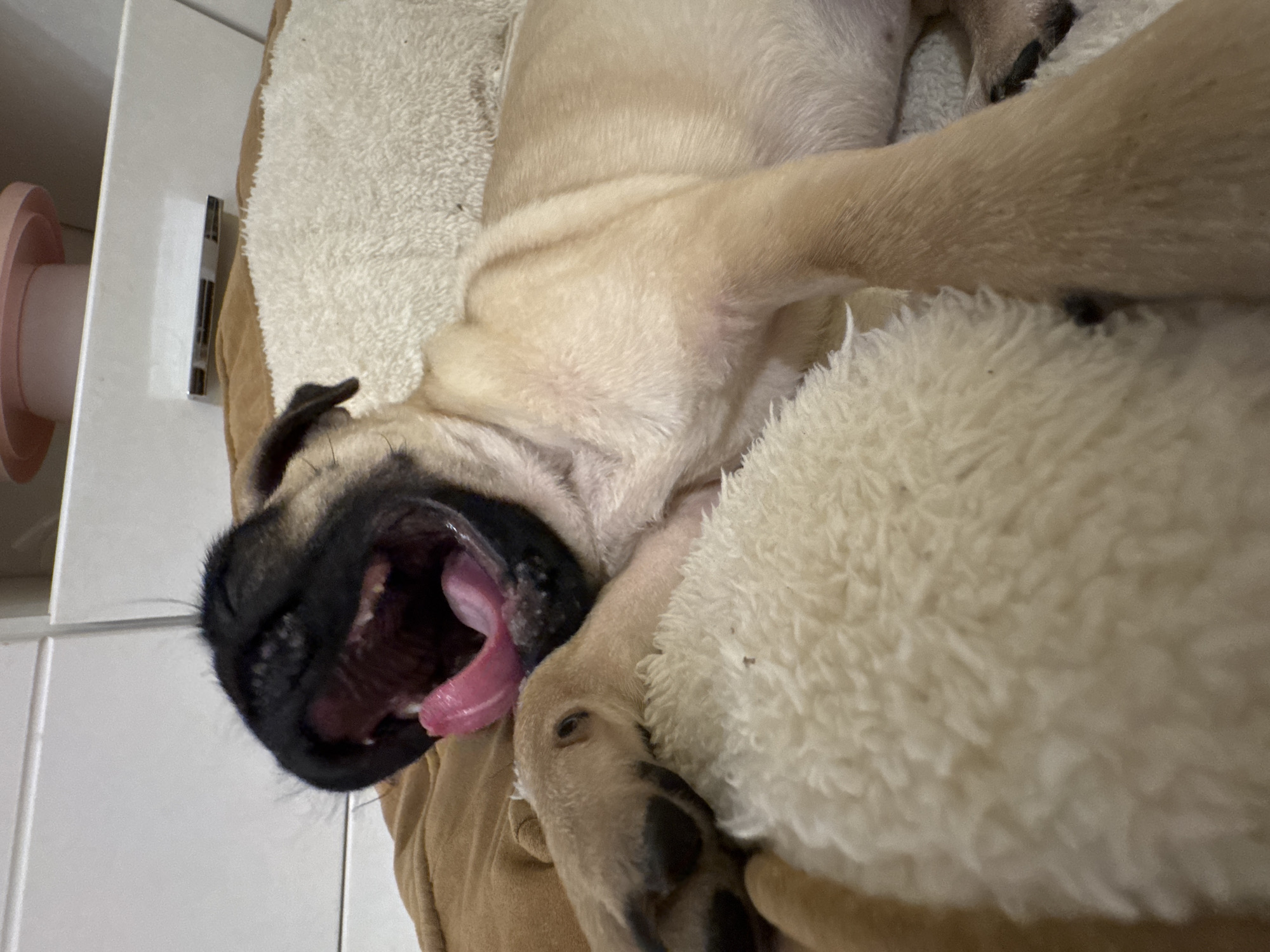 A pug dog is lying on its back in a dog bed, with its mouth open in a yawn or pant. The dog's fur is light brown, and it has a black nose and mouth. The dog bed is brown and white. The background includes white tiles and a pink and white object.