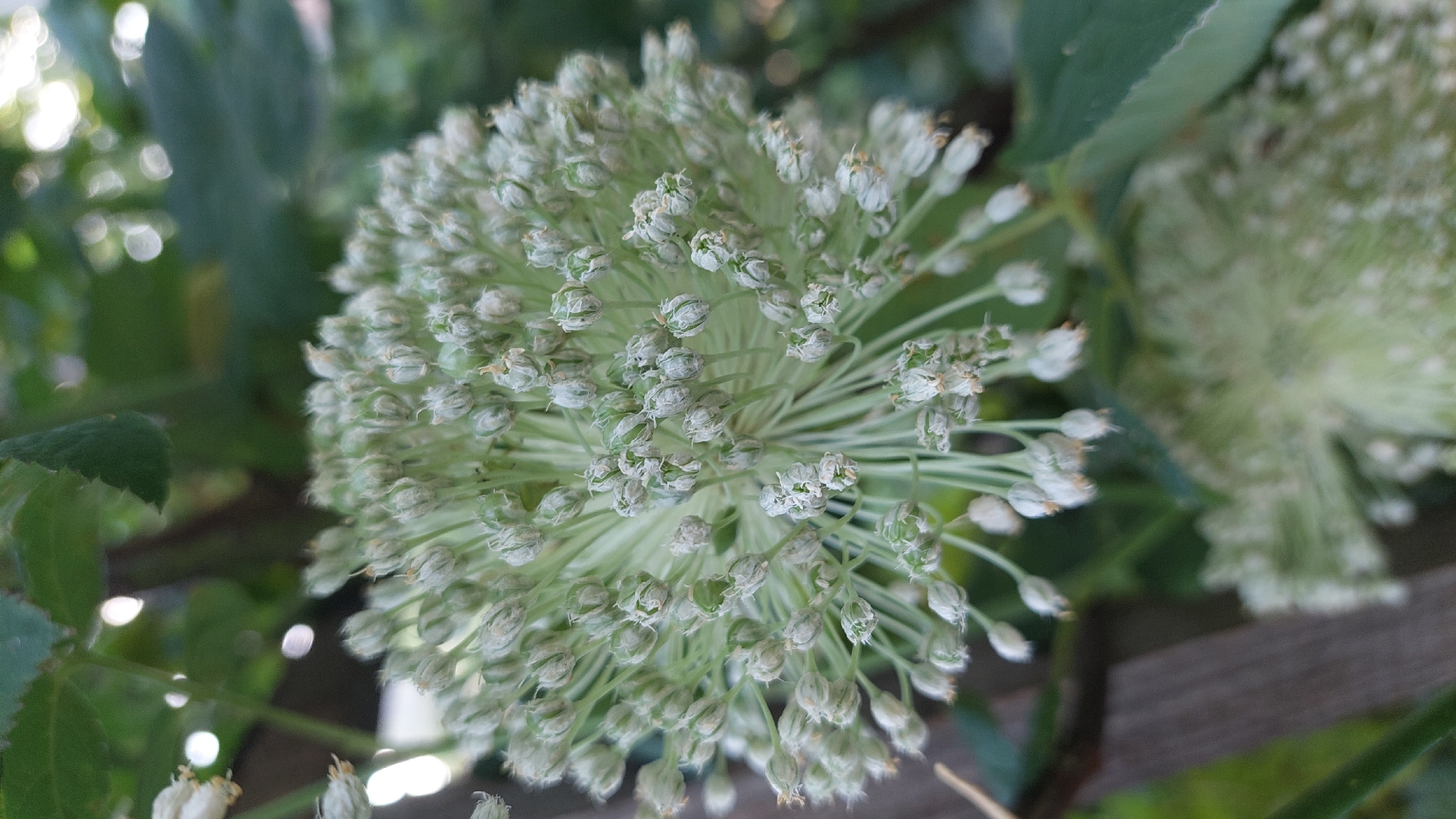 The image is a close-up, vertical shot of an onion flower head, also known as an allium flower, in the process of developing seed pods. The flower head is spherical and composed of numerous small, greenish-white buds or developing seed capsules, each attached to a slender stalk radiating outwards. The stalks are a pale green color. Some of the buds appear to have opened slightly, revealing tiny, dried remnants of the original flower petals. The background is softly blurred, showing green foliage and out-of-focus circular highlights, possibly from sunlight filtering through leaves. A dark, wooden element, possibly a fence post or part of a garden structure, is visible on the left side of the frame. The lighting suggests it is daytime, likely outdoors. The specific location in Kozarovychi, Ukraine, cannot be determined from the visual information alone.
