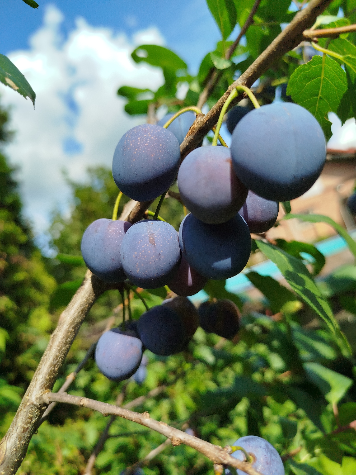A close-up, eye-level shot captures a cluster of ripe plums hanging from a tree branch against a backdrop of a bright blue sky with scattered white clouds and blurred green foliage. The plums are a deep purple-blue hue, with some exhibiting small, lighter speckles. The branch is rough and brown, with several smaller twigs extending from it. The leaves of the plum tree are vibrant green and are also visible throughout the frame. The lighting suggests it is daytime, with sunlight illuminating the scene. The background shows further blurred greenery and hints of what appears to be a residential structure. The image was taken in Chkalovskoye SNT, Russia.