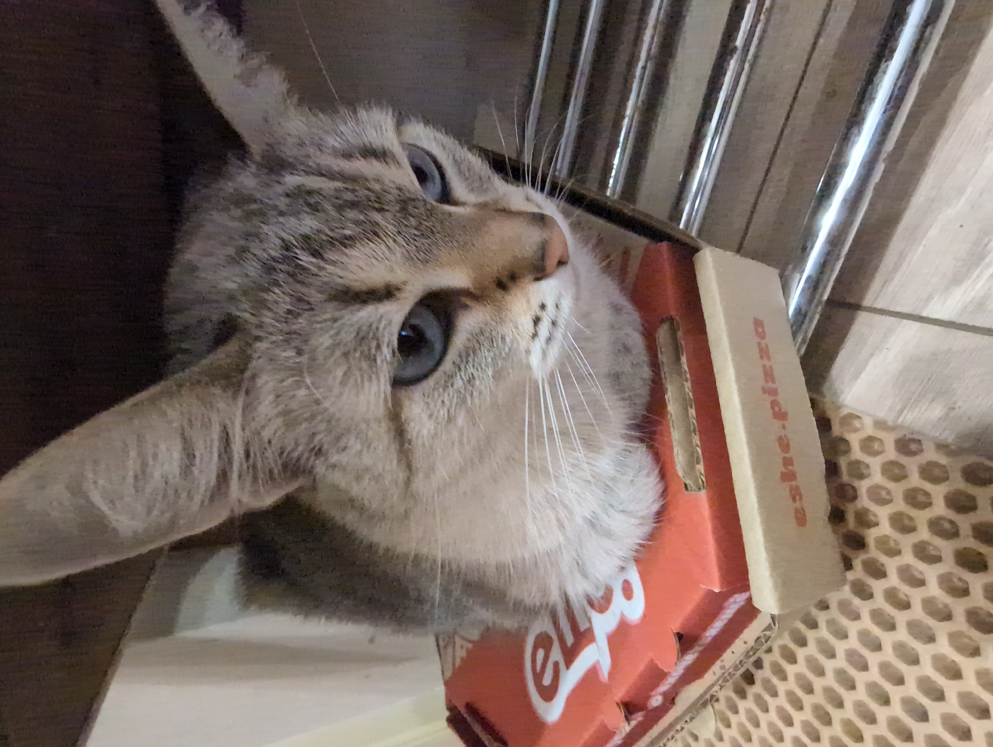 A domestic cat with light gray and white tabby markings and striking blue eyes is the central subject of this close-up, tilted image. The cat is peeking out from an orange and white cardboard box, likely a pizza box, and looks upwards and slightly to the right with an inquisitive or curious expression. Its prominent white whiskers are clearly visible.
The box features text, with "eshe.pizza" visible on the lighter cardboard flap and large white letters spelling "eshe" (possibly from "еще" or "eshe" in Cyrillic, meaning "more") on the orange main body.
In the background, shiny metal bars or poles are present in the upper right. A dark wooden surface is visible to the left, and a lighter patterned material resembling honeycomb-structured cardboard appears to the right of the box. The setting appears to be indoors, likely a home environment, with ambient lighting suggesting daytime. The overall impression is one of a cozy moment, with the cat seemingly content in its cardboard enclosure. The image was taken in Izhevsk, Russia.