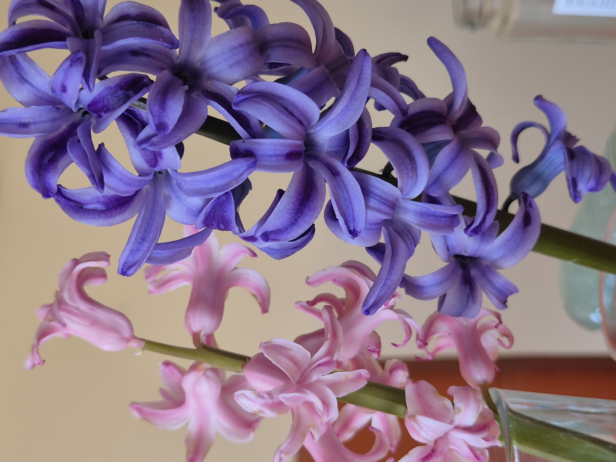 The image shows a close-up of two Hyacinth flower stems, one with purple flowers and the other with pink flowers. The stems appear to be in a vase, though the vase is only partially visible. The background is a blurred beige or light brown color, possibly a wall. The flowers are in full bloom, with multiple individual flowers clustered together on each stem. There is no information in the image to indicate the location in the city of Pavlikeni, Bulgaria or any other relevant specifics.