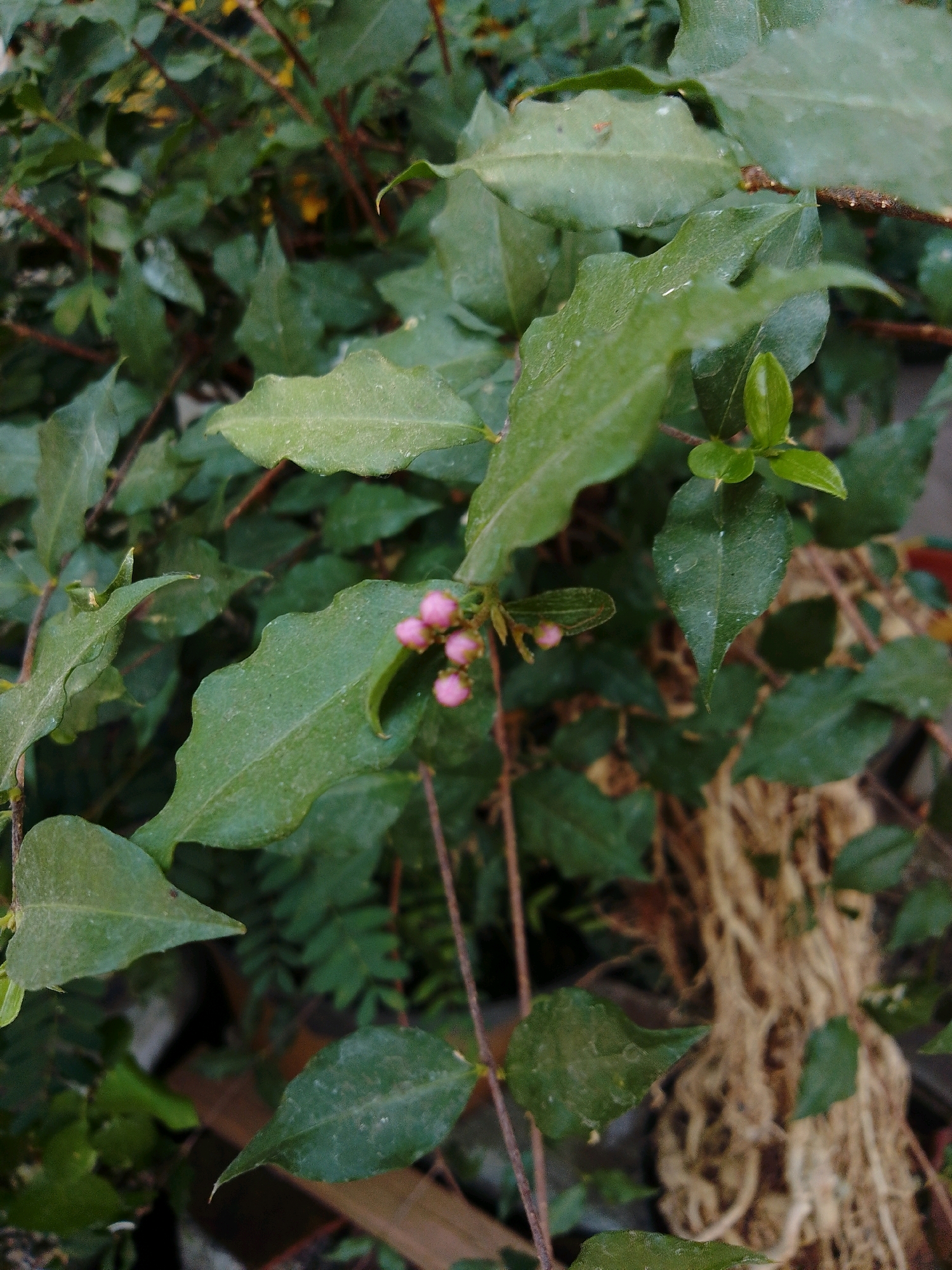 A close-up, eye-level shot of a plant with green leaves and small pink buds focuses on a cluster of these buds in the upper right quadrant. The plant's foliage is dense, with some leaves showing a slight dusty appearance. The background is blurred, revealing more of the plant and some brown, fibrous material that could be roots or decaying plant matter. The lighting is natural, suggesting an outdoor setting. There are no people or animals visible. The location is identified as Cikal, Indonesia.