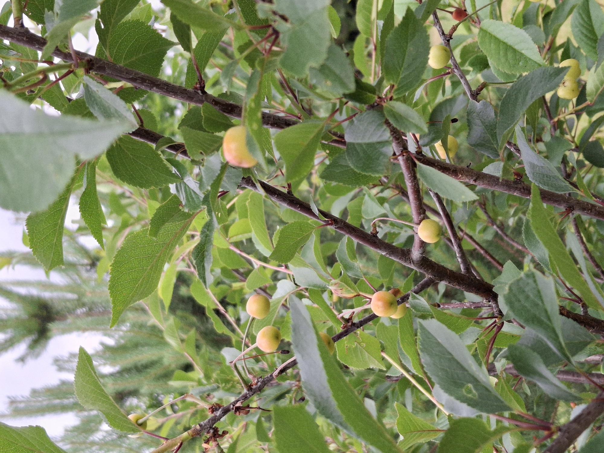 The image depicts a close-up view of a fruit-bearing tree branch, likely a cherry tree, in an outdoor setting. The branch is laden with numerous small, round fruits that are a pale yellow to light orange color, some appearing slightly translucent. The fruits are suspended by thin stems, and some are clustered together while others hang singly. The branch itself is woody and brown, with a few smaller offshoots. It is heavily surrounded by vibrant green leaves, which are oval-shaped with serrated edges and prominent veins. The leaves are varied in size and orientation, with some overlapping and obscuring parts of the branch and fruit. The background is softly blurred, showing more green foliage and hints of what appears to be evergreen trees, suggesting a natural or park-like environment. The lighting is diffused, indicating an overcast sky or shade. No people or animals are visible in the frame. The scene is consistent with a temperate climate during the fruiting season. The location is specified as Дубровенскі сельскі Савет, Belarus.
