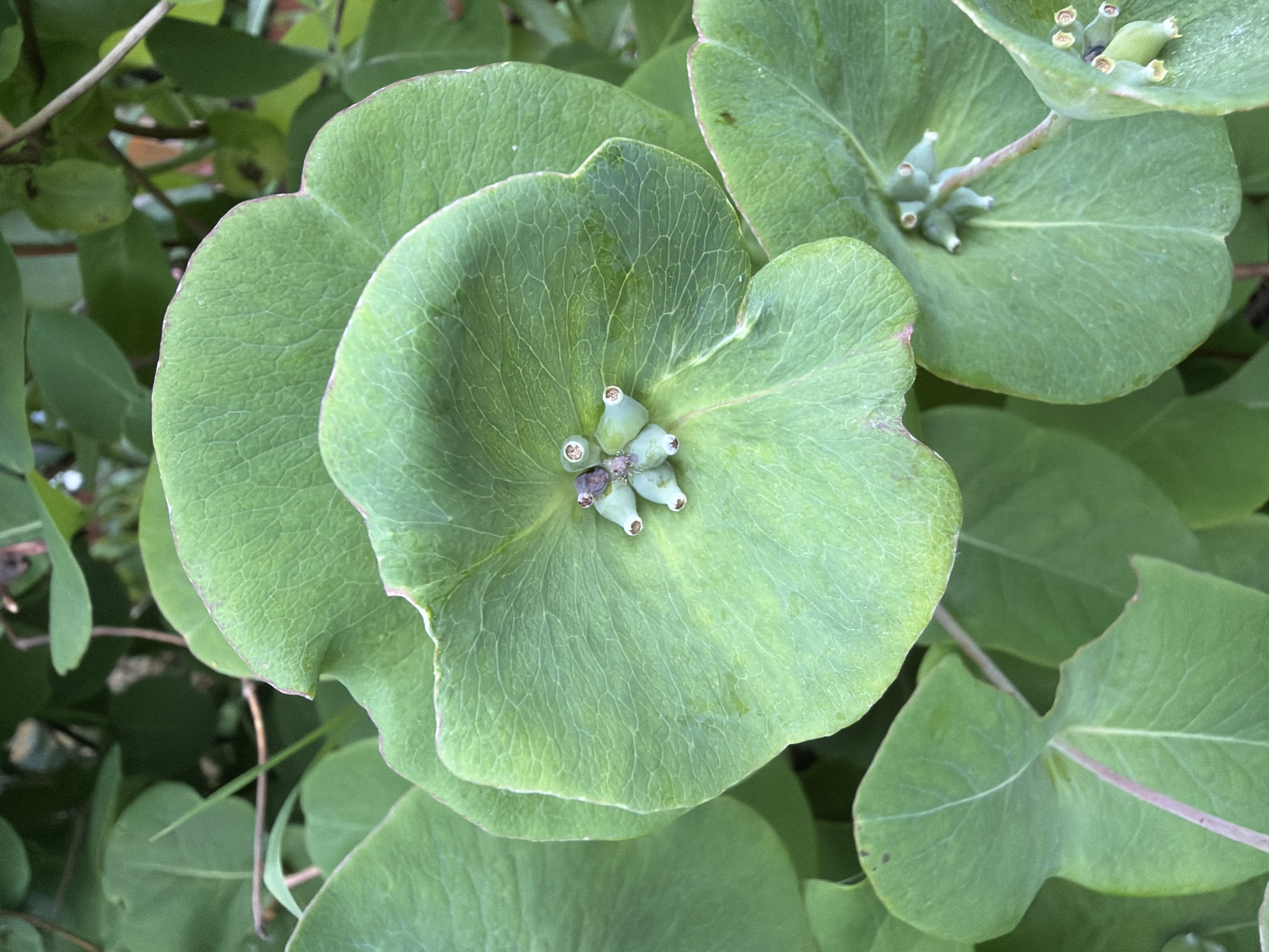 A close-up shot focuses on the cluster of small, green fruits of a honeysuckle plant. The fruits, some tinged with purple, are nestled amongst large, heart-shaped leaves. The leaves display prominent venation and a slightly wavy edge. The surrounding foliage is a blur of green, creating a soft, natural backdrop. The lighting highlights the textures of the leaves and the delicate structure of the developing fruits.