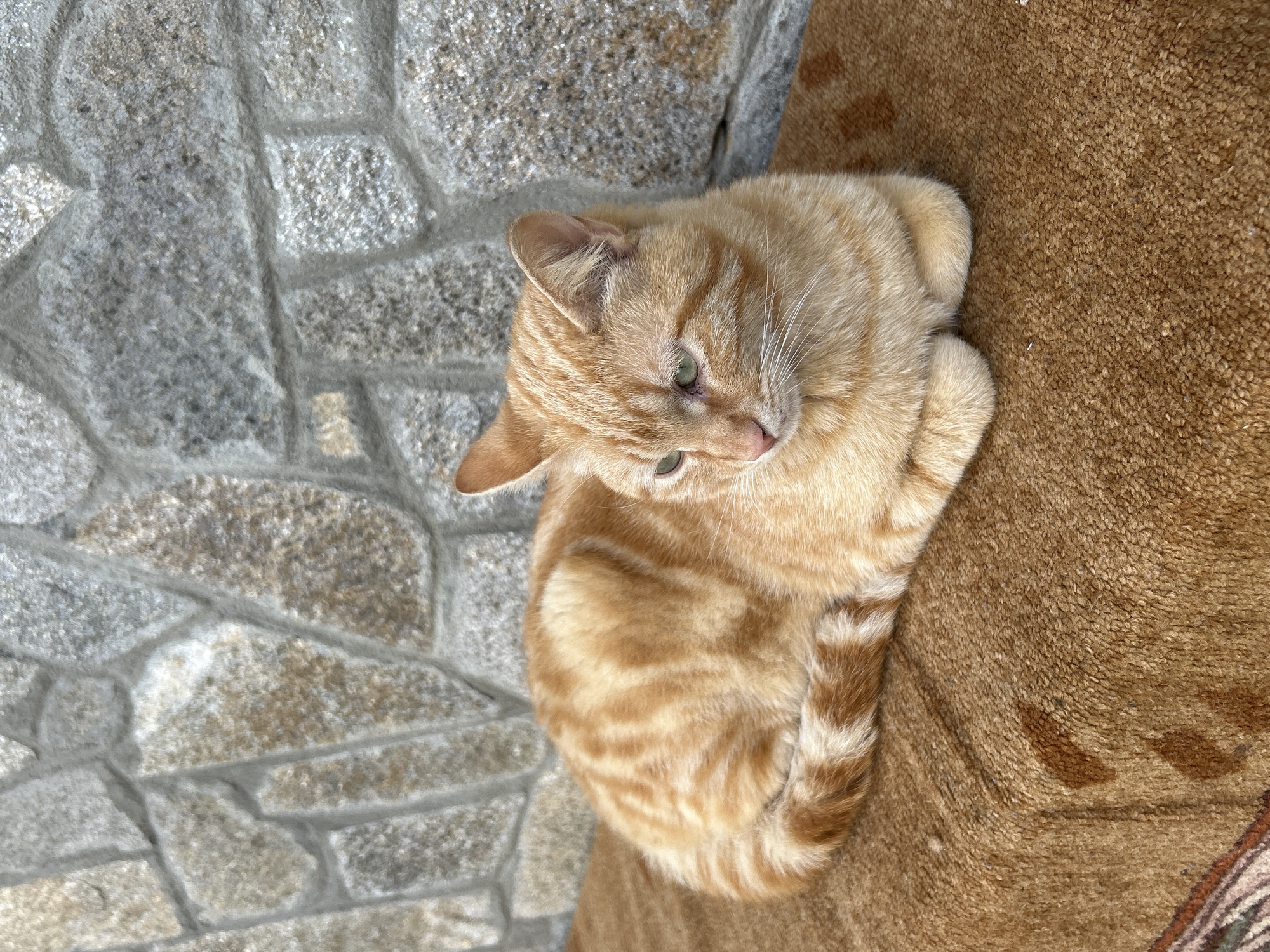 An orange tabby cat is observed lying curled on a textured brown surface against a stone wall in Zlatograd, Bulgaria. The cat, exhibiting a mackerel tabby pattern with predominantly golden-orange fur and darker stripes, faces right with its front paws tucked beneath its body and its tail wrapped around its hindquarters. Its eyes are green, and its nose is pink. The underlying brown surface, possibly a rug or blanket, features a coarse texture and some darker, irregularly shaped areas. The background consists of a wall constructed from irregular, mortared grey and brown stones.