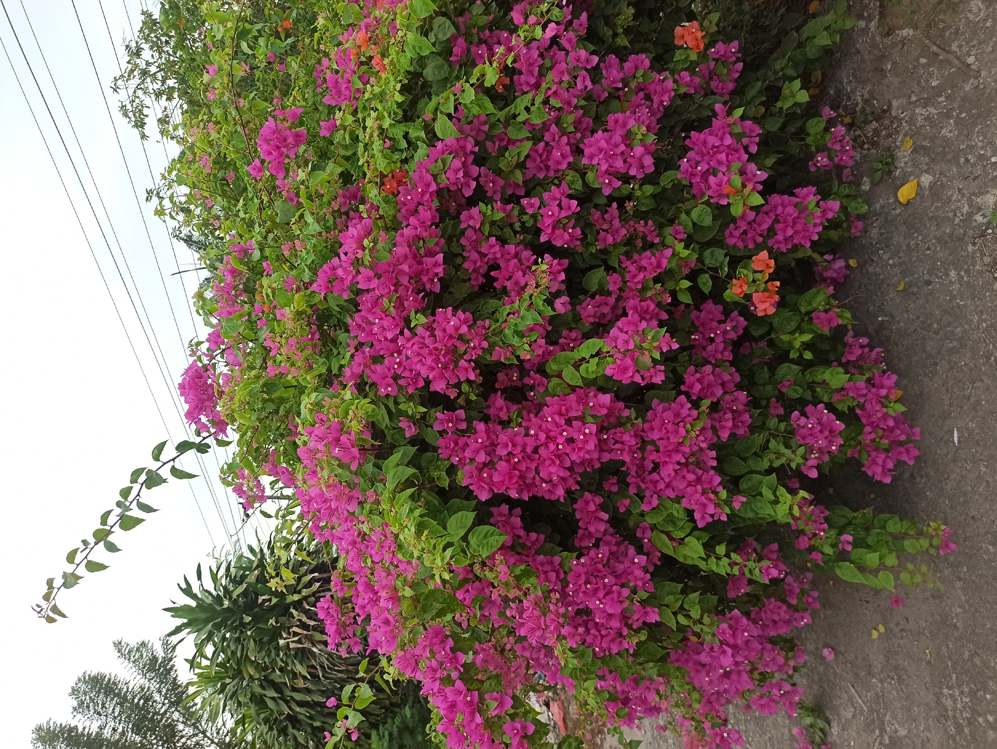 The image captures a vibrant bougainvillea bush in full bloom, its branches laden with profuse pink and magenta flowers. Interspersed among the dominant pink blooms are a few smaller, vibrant orange flowers, adding a splash of contrasting color. The bush is lush, with dense green foliage providing a backdrop to the floral display. The ground in front of the bush appears to be a paved surface, possibly concrete or asphalt, with a few scattered yellow leaves visible. In the background, power lines stretch across the frame, suggesting an urban or semi-urban setting. To the left, the greenery of other plants, including a palm-like tree and a conifer, is visible. The sky above is overcast, indicating a diffused light. This scene is consistent with the common appearance of bougainvillea plants found throughout City of Medan, Indonesia, where they are frequently planted along streets, in gardens, and around residential and public areas, thriving in the tropical climate.