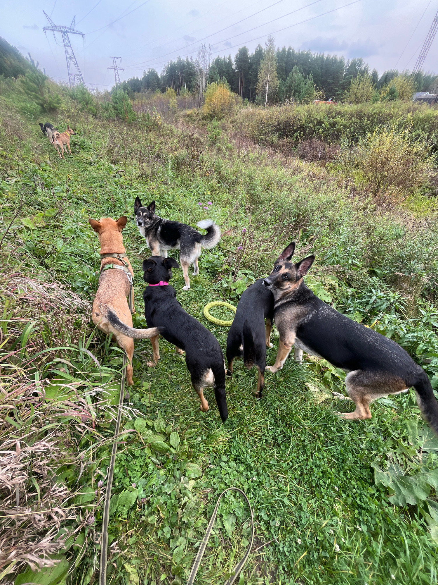 The image depicts a group of six dogs of various breeds and sizes in an overgrown, grassy area with scattered trees and power lines in the background. The dogs are in different positions, some standing, some appearing to interact. One dog is light brown with a green harness. Another is black with a pink collar. Two are German Shepherd-like in appearance. Two smaller dogs are in the distance. The environment suggests a semi-rural or undeveloped area. There is no visible evidence to suggest this location is in the city of Nizhny Tagil, Russia.