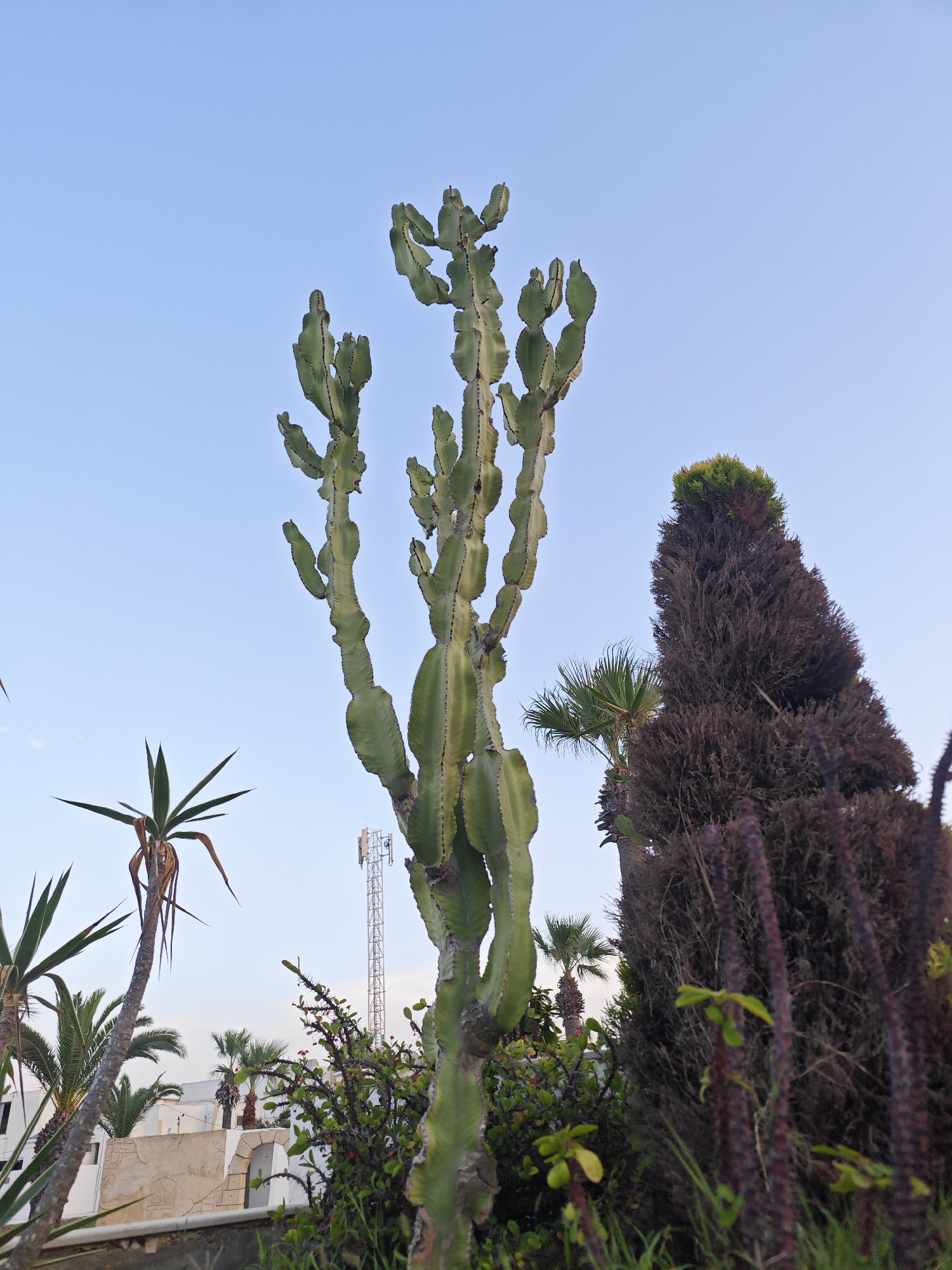 The image depicts a vibrant, arid landscape with a prominent, tall, green cactus dominating the center foreground. The cactus is multi-branched, with thick, ribbed stems displaying characteristic cactus spines. To the right of the cactus, a large, dark brown, bushy evergreen tree stands tall, its foliage appearing dense and somewhat dry. In the background, a cell tower rises vertically against a clear, pale blue sky, indicating an urban or semi-urban setting. Various other plants, including palm trees and smaller shrubs, are visible, contributing to the lushness of the scene. The architecture of a building, appearing to be white with arched openings and stone detailing, is partially visible behind the vegetation, suggesting a residential or commercial area. The overall impression is one of a warm, sunny climate. The presence of the cell tower and the architectural style suggests the location is likely in Mahdia, Tunisia, a city known for its coastal climate and blend of traditional and modern structures. No people are visible in the image.