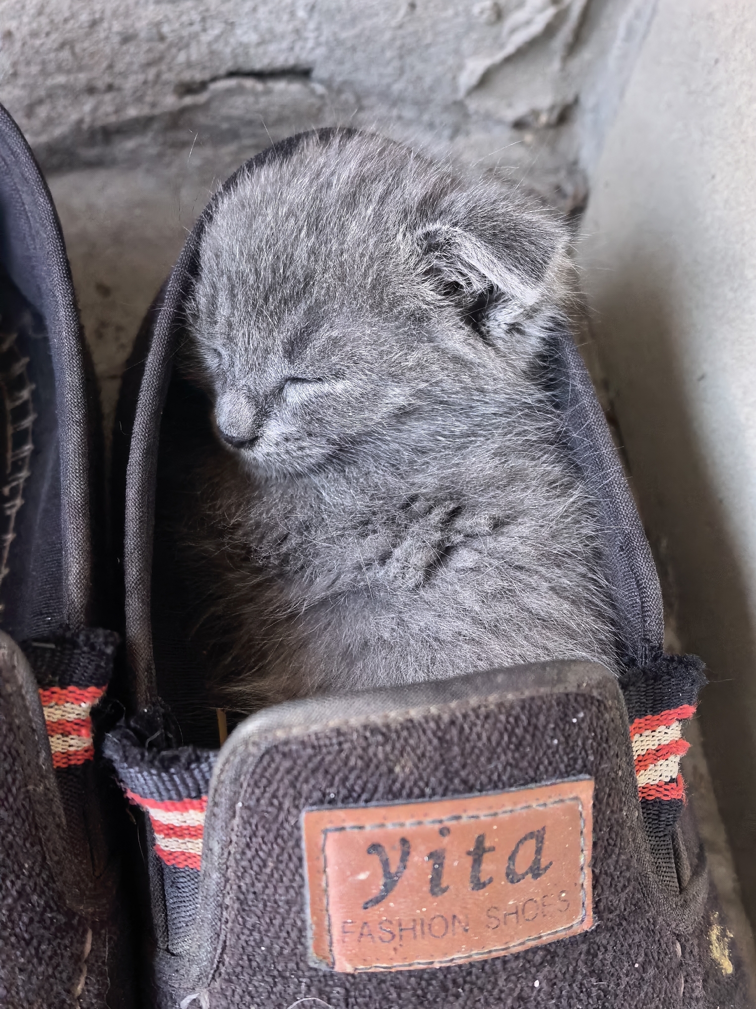An overhead, close-up shot captures a small, grey kitten asleep inside a dark grey shoe. The kitten is curled up and resting its head on its paws, its eyes closed. The shoe appears to be made of fabric and has a brown label with the words "Yita Fashion Shoes" printed on it. The background is a textured grey surface, possibly a wall or ground. The image was taken in Starye Atagi, Russia.