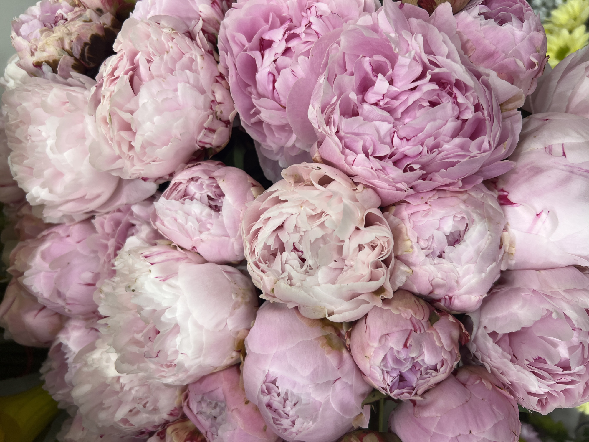 A close-up, overhead shot displays a large bouquet of light pink peonies. The flowers are densely packed, with some buds still closed and others in full bloom, revealing layers of delicate petals. The lighting is soft, highlighting the subtle variations in color and texture of the peonies, with some petals appearing almost white in the center and fading to a soft pink at the edges. A hint of yellow is visible in the upper left corner, suggesting other flowers or foliage may be present, though the peonies dominate the frame. The background is dark and out of focus, further emphasizing the floral subjects. The scene appears to be indoors, possibly in a flower shop or as a decorative arrangement.