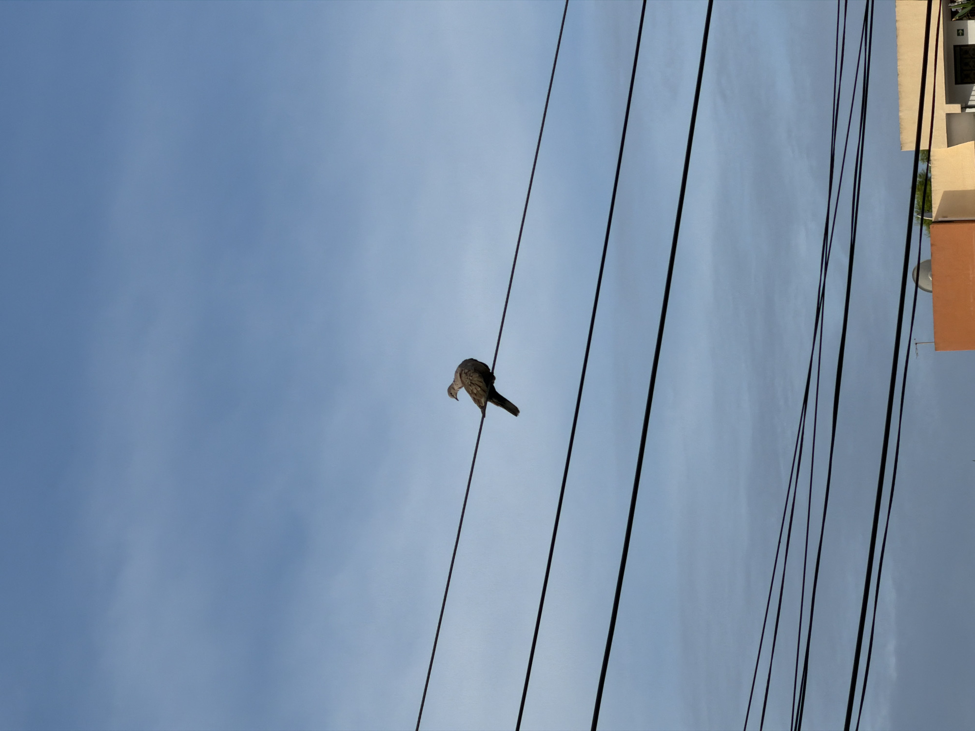 A single dove is perched on a power line against a pale blue, cloudy sky. The dove is facing to the right, with its head slightly lowered. Below the power lines, the tops of buildings are visible, including a building with an orange facade and a lighter colored building with a satellite dish. The image appears to have been taken in Palmanova, Spain, based on the architectural style of the buildings.
