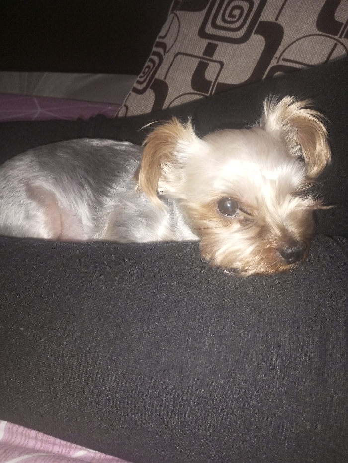 A small, tan and gray dog rests on someone's lap. The dog has small, erect ears and a slightly scruffy face. The dog is partially visible, with its body and head the main focus. The person's black pants serve as a resting place for the animal. In the background, a patterned pillow with gray and black designs provides a soft backdrop. A glimpse of a pink and white striped blanket is also visible.