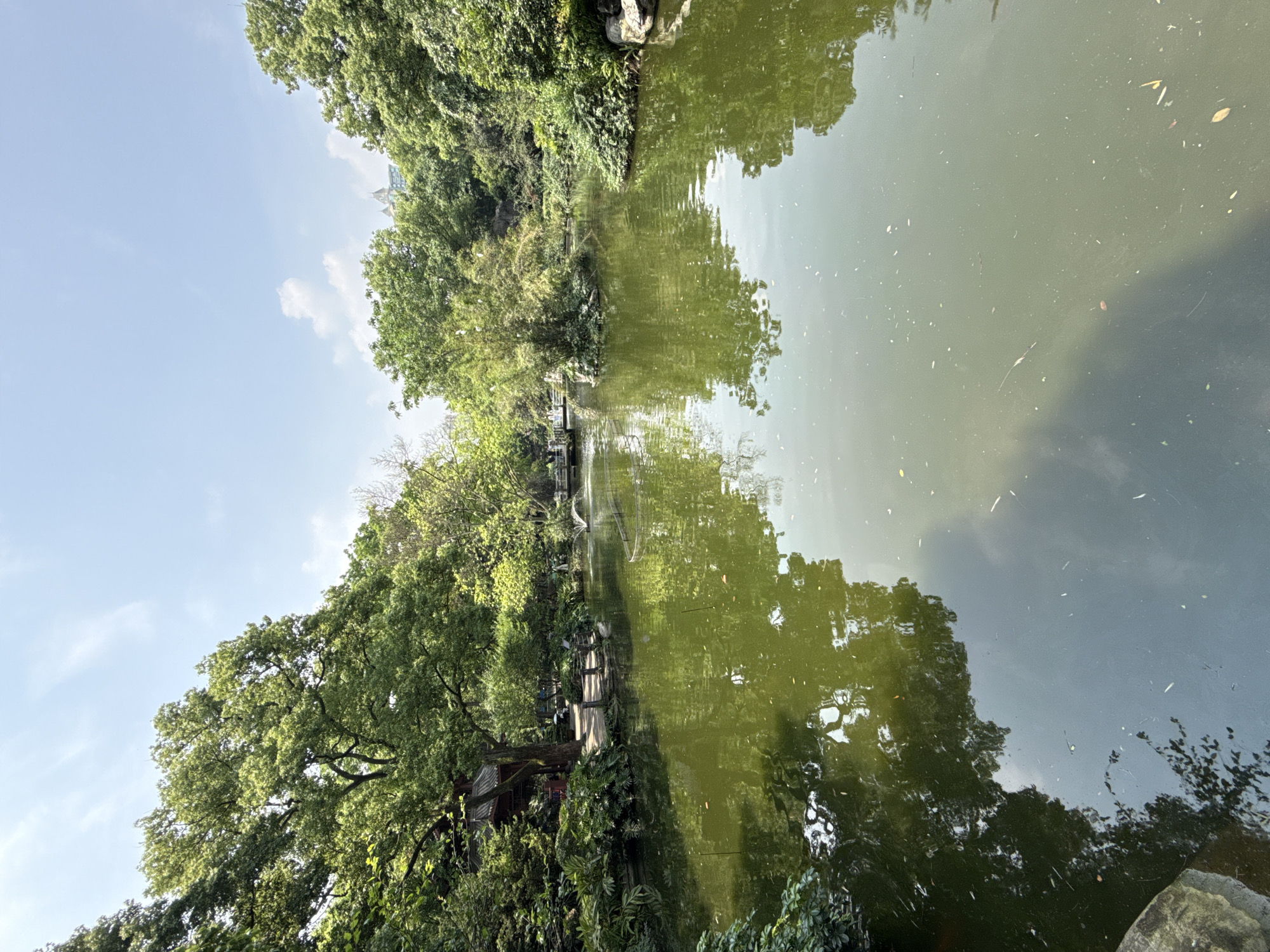 The image shows a body of water reflecting trees and sky, possibly a pond or lake. The trees are lush and green, suggesting a park or natural area. The water's surface is somewhat murky, with debris floating on it. A wooden walkway or bridge is visible among the trees. The scene is located in Jiulongpo District, China. The photo is taken at a low angle, creating a mirrored effect between the trees and their reflections. There are no people visible in the image. The environment is calm and natural.