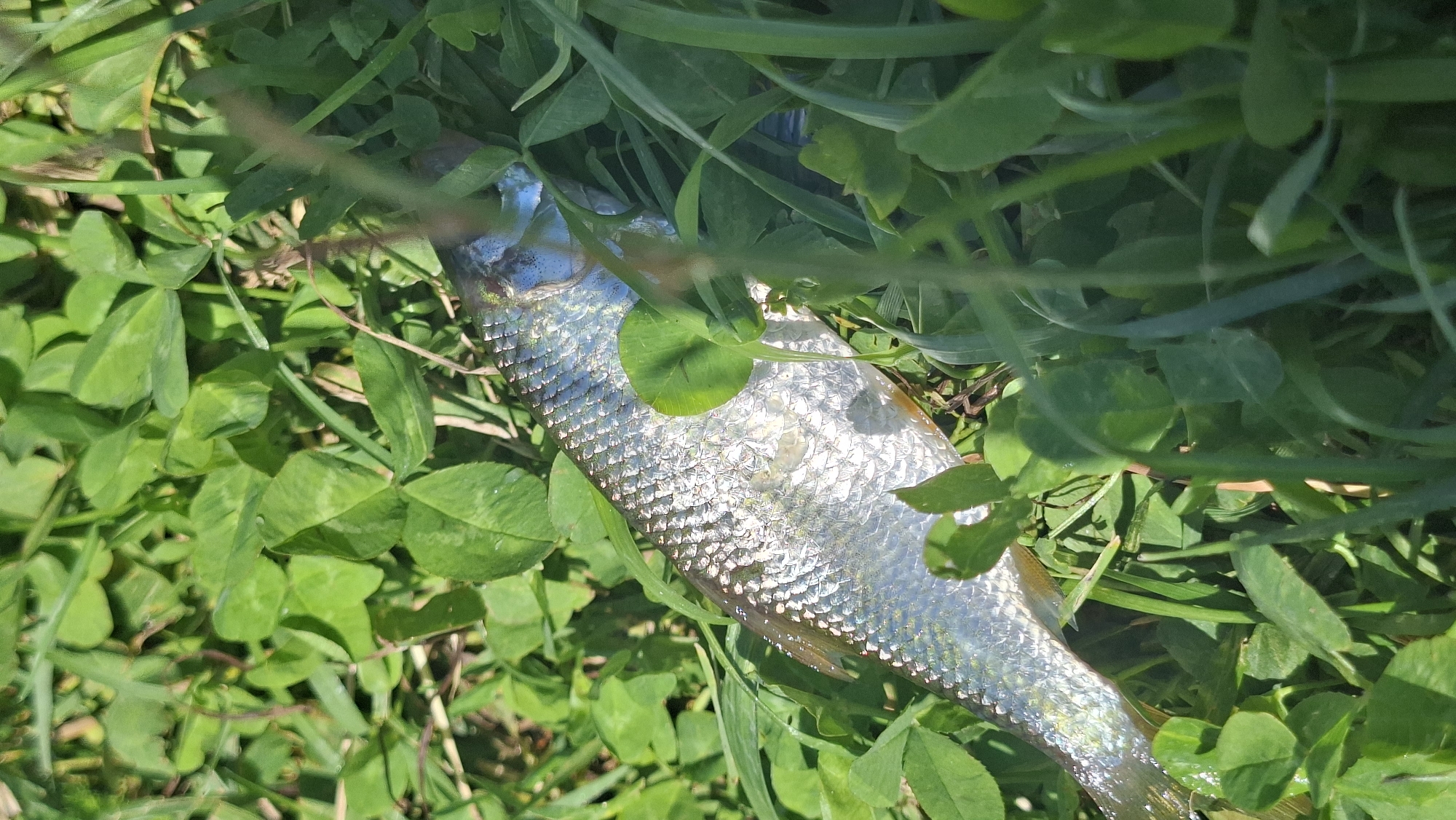 An approximately 6-inch long, silvery fish lies on its side, partially obscured by bright green grass and clover. The fish's scales reflect the sunlight, creating a shimmering effect. The surrounding vegetation is lush and appears to be growing in a sunny outdoor environment. The image does not depict any specific landmarks or features that would indicate a location within the city of Smaliavichy, Belarus.