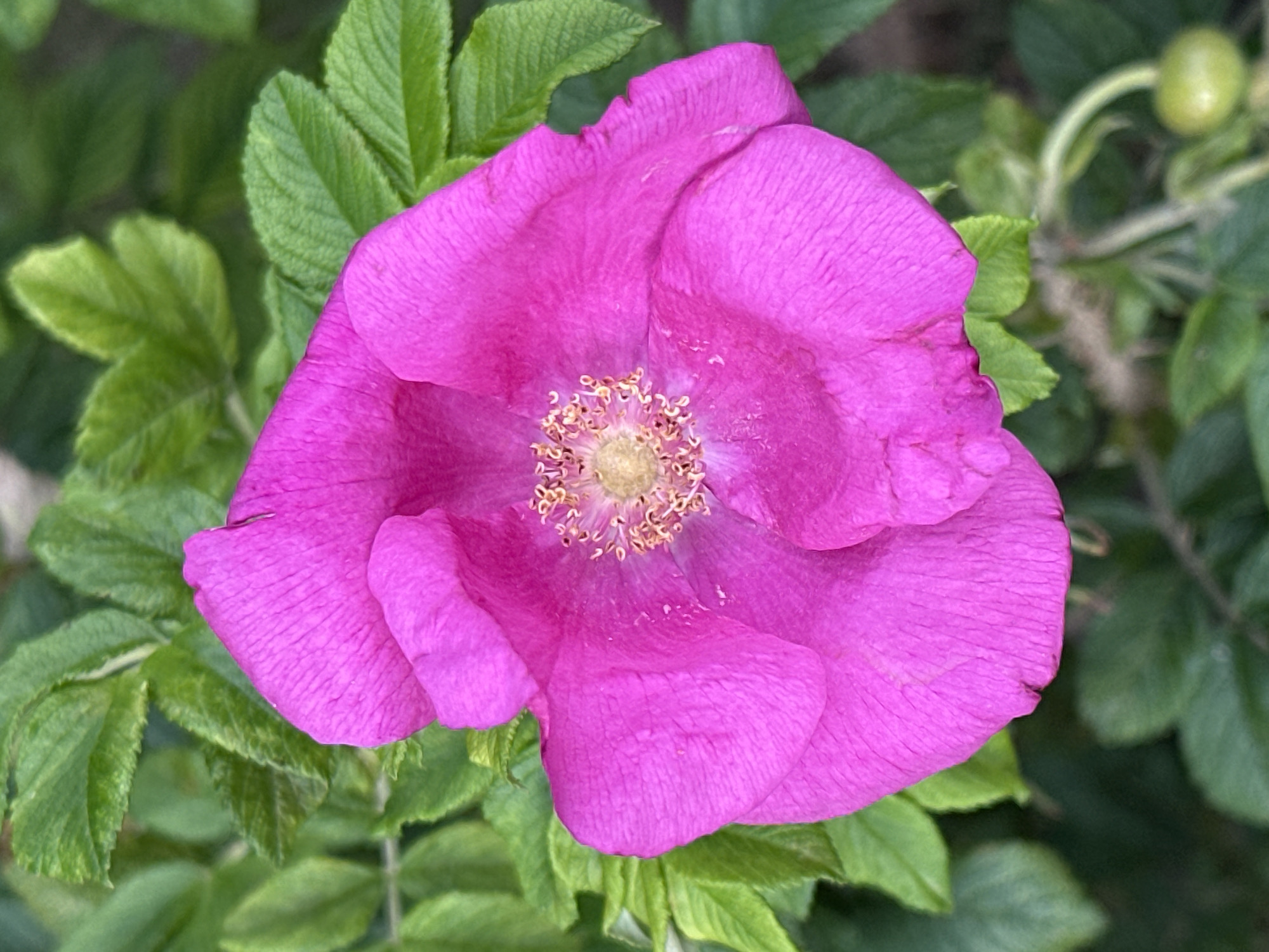 A close-up, top-down shot focuses on a vibrant pink rose in full bloom, its petals unfurling to reveal a cluster of yellow stamens at the center. The rose is surrounded by lush green foliage, with hints of a blurred background suggesting an outdoor environment. There is no indication of people, actions, or interactions. The scene does not provide any information about its location in Podolsk, Russia.