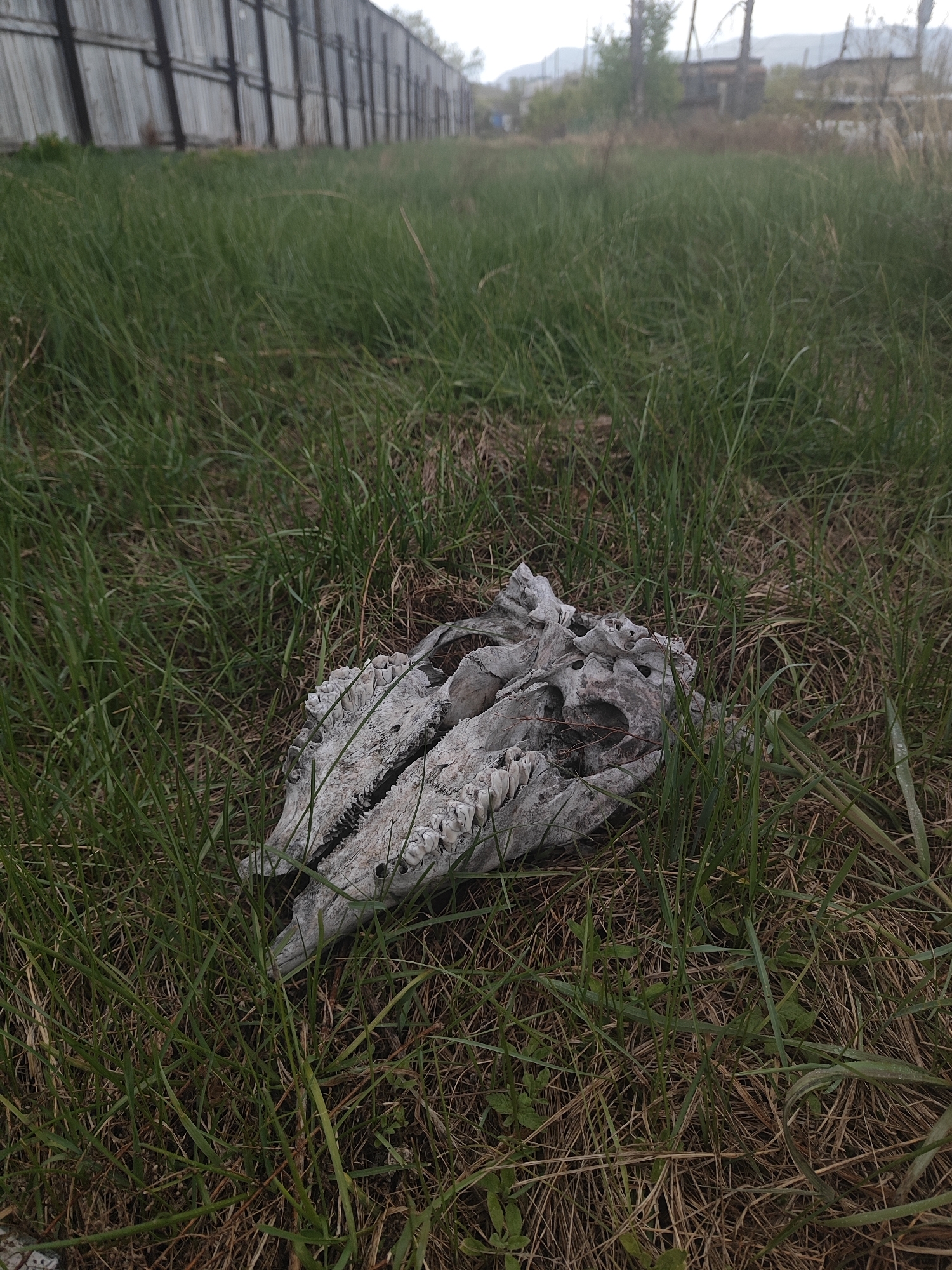 The image depicts an animal skull lying in a field of grass. The skull is light-colored, possibly bleached by the sun, and has prominent teeth. The grass is green and brown, indicating it may be transitioning between seasons or partially dry. In the background, a wooden fence runs along the edge of the field. Beyond the fence, there are trees and buildings, suggesting a semi-rural or suburban environment. The location is the city of Unknown, Unknown. The overall scene appears undisturbed.