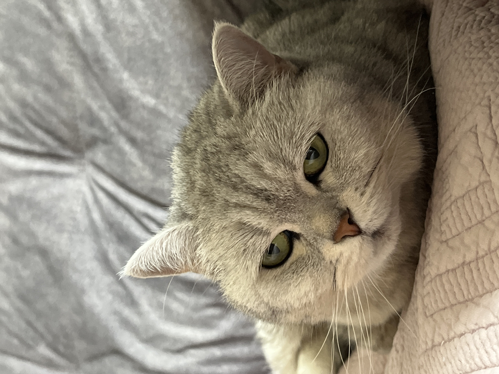 A grey tabby cat with green eyes is lying on a light grey, wrinkled blanket. The cat's head is tilted to the side, with one ear clearly visible and the other partially obscured. The cat's face is close to the camera. A pink-beige textured material is visible on the right side of the frame. The location is Chaikovsky, Russia.