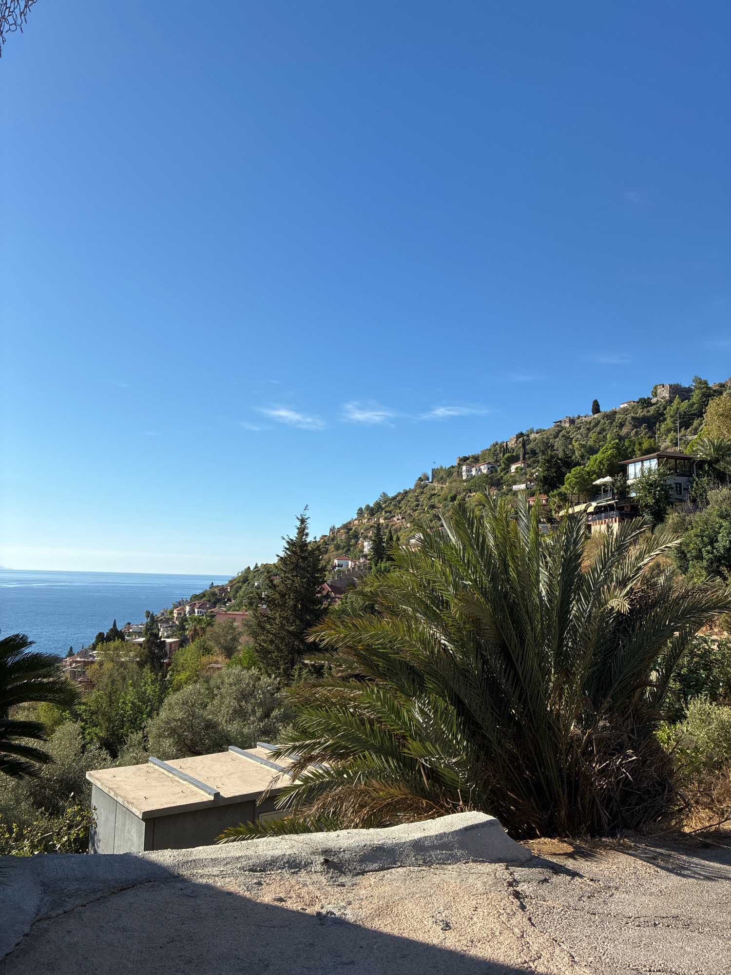 The image shows a hillside overlooking the sea in Alanya, Turkey. The hillside is covered with lush greenery and scattered with houses. A large palm tree dominates the foreground, its fronds reaching towards the bright blue sky. In the middle ground, a concrete structure with a flat roof is visible. The sea stretches out to the horizon, meeting the sky in a clear, unbroken line. The overall impression is one of a peaceful, sun-drenched Mediterranean landscape.