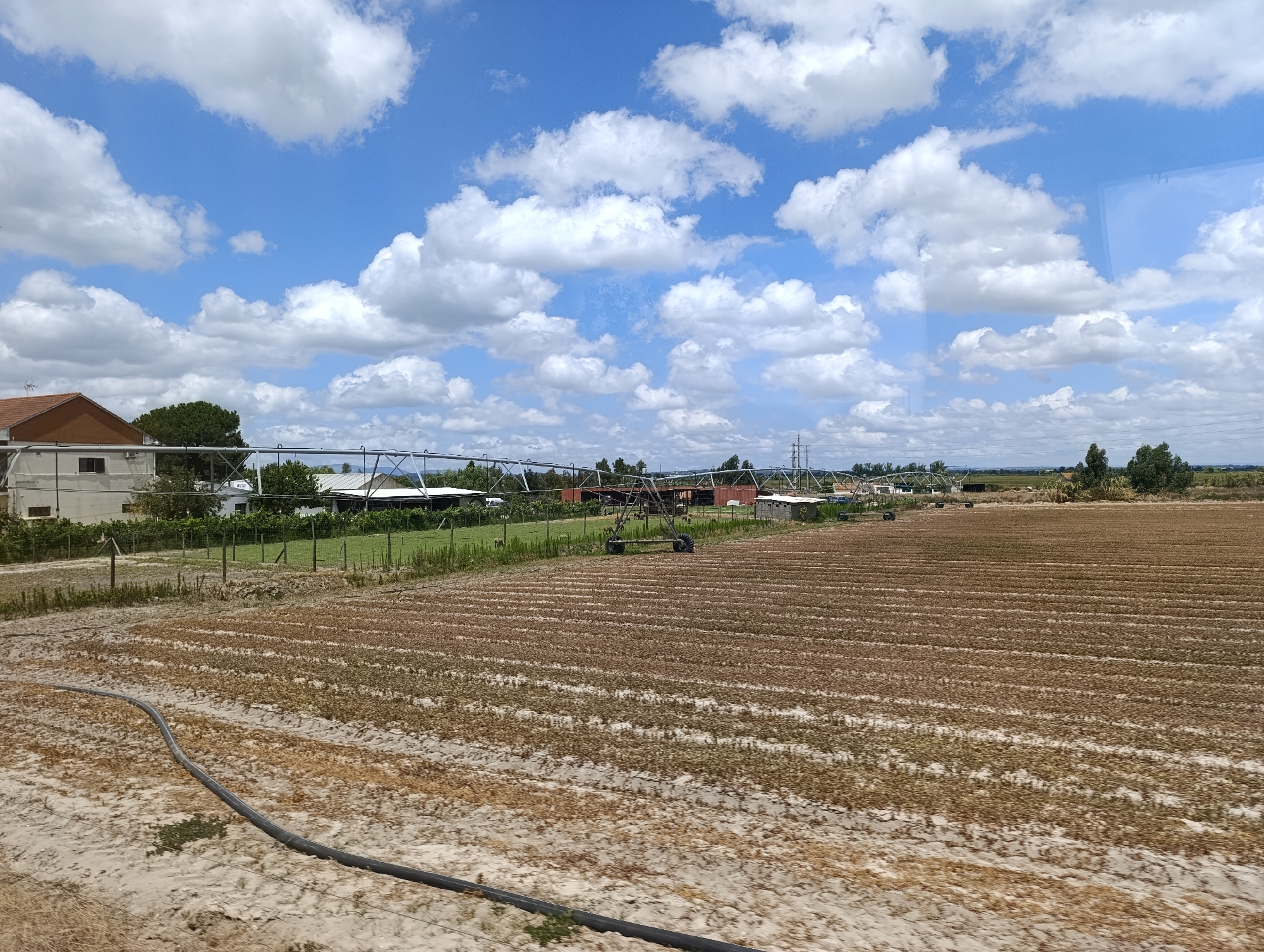 A wide, horizontal shot captures an agricultural field under a bright blue sky dotted with fluffy white clouds. The field in the foreground is covered in rows of dry, brown vegetation, likely a harvested crop or fallow land, with patches of sandy soil visible between the rows. A black hose snakes across the ground in the lower left corner, partially obscured by the sandy soil.
In the middle ground, a fence separates the field from a collection of agricultural buildings. These structures include a white building with a red-tiled roof on the left, and several other low-lying buildings with metal roofs further back, some appearing to be greenhouses or storage facilities. An overhead irrigation system with large wheels is visible in the center of the mid-ground. Trees and other vegetation dot the landscape behind the buildings.
The background shows a distant horizon with more greenery and trees, suggesting a rural or semi-rural environment. The overall impression is one of agricultural activity under a clear, sunny day. The scene appears to be in Salvaterra de Magos, Portugal, given the context of the request.