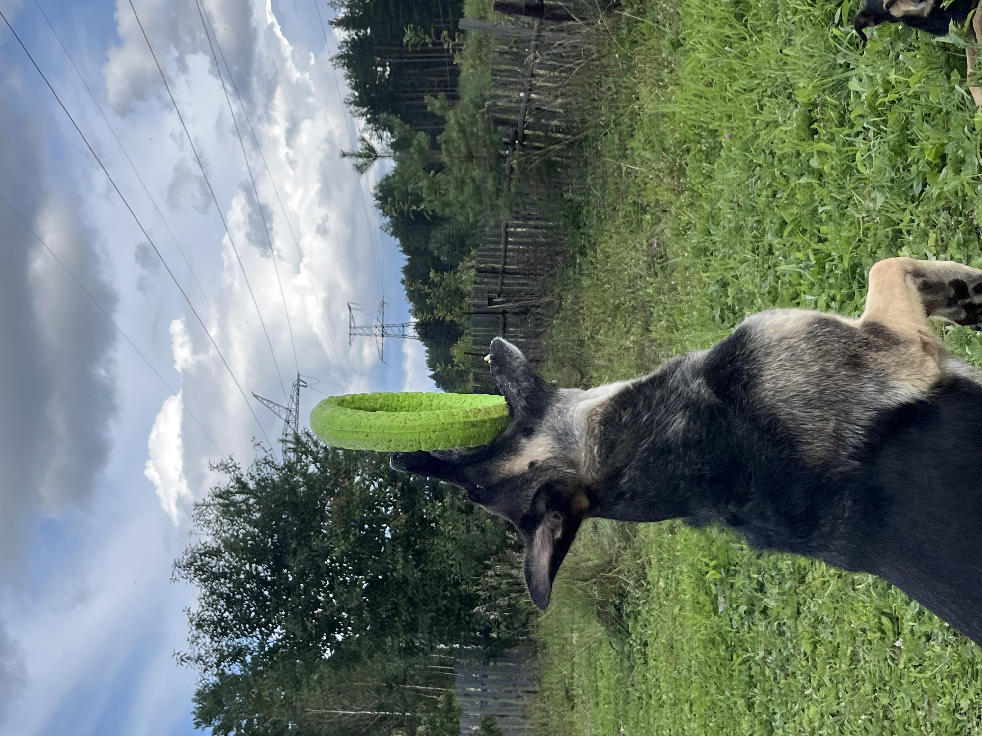 A medium shot captures a German Shepherd dog in mid-air, leaping to catch a bright green ring toy against a backdrop of a cloudy sky and power lines. The dog is positioned in the foreground, its mouth open and extended towards the toy. The background features a wooden fence, trees, and lush green grass. A second dog is partially visible in the lower right corner. The scene appears to be an outdoor setting, possibly a backyard or field, in Nizhny Tagil, Russia.