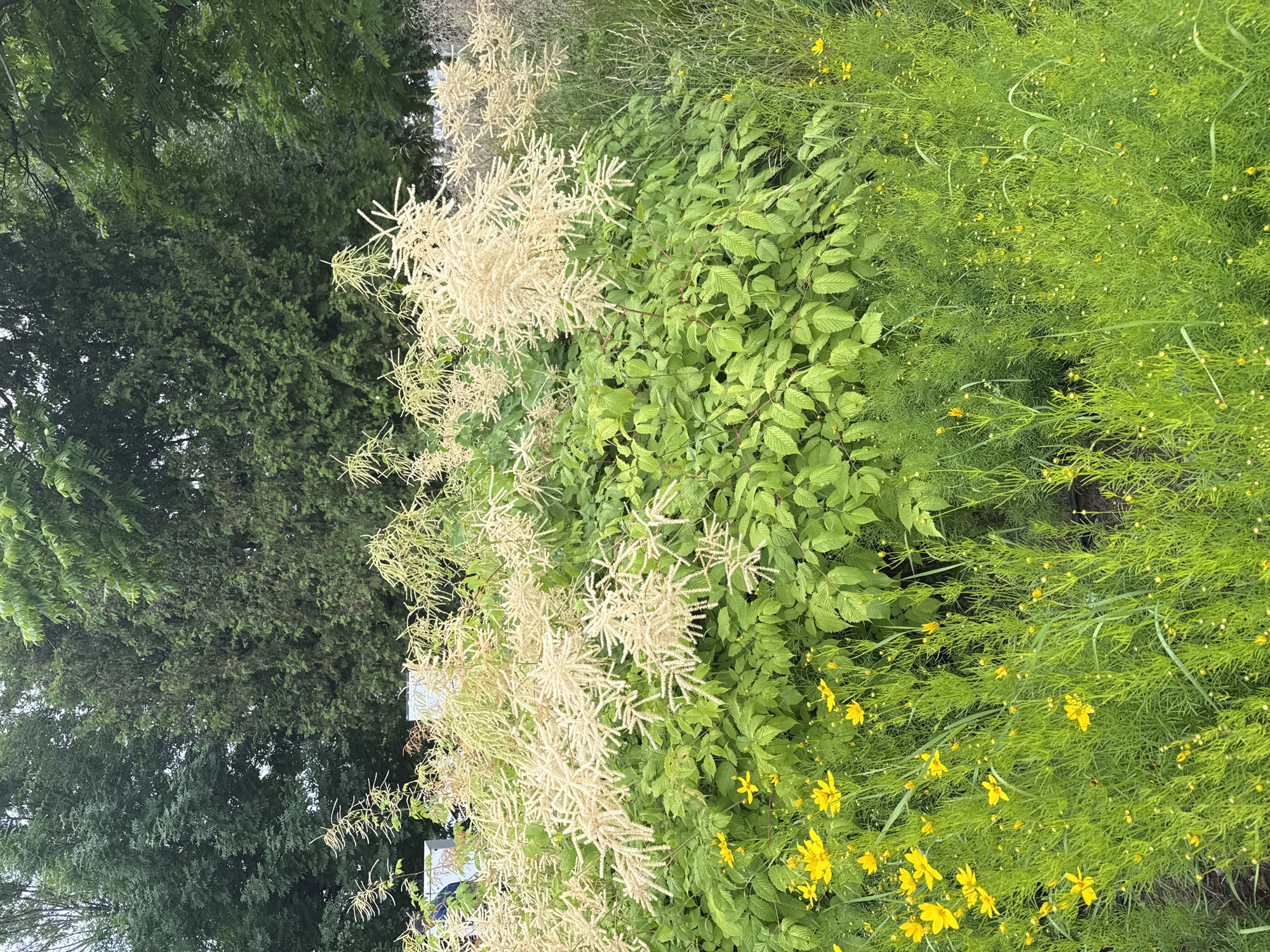 A medium shot captures a lush garden scene with a dense array of greenery and flowering plants. In the foreground, a patch of delicate yellow flowers, likely Coreopsis, is interspersed with tall, thin green blades of grass. Behind this, a large, bushy plant with vibrant green leaves dominates the center of the frame, its branches adorned with clusters of feathery, cream-colored plumes. The background consists of a dense forest of various trees, appearing as dark green masses. The overall impression is one of natural abundance and vibrant life within a park or botanical garden setting. There are no people visible in the image. The scene suggests a temperate climate and a well-maintained natural space. Given the provided context, this scene is located within the city of Moscow, Russia.