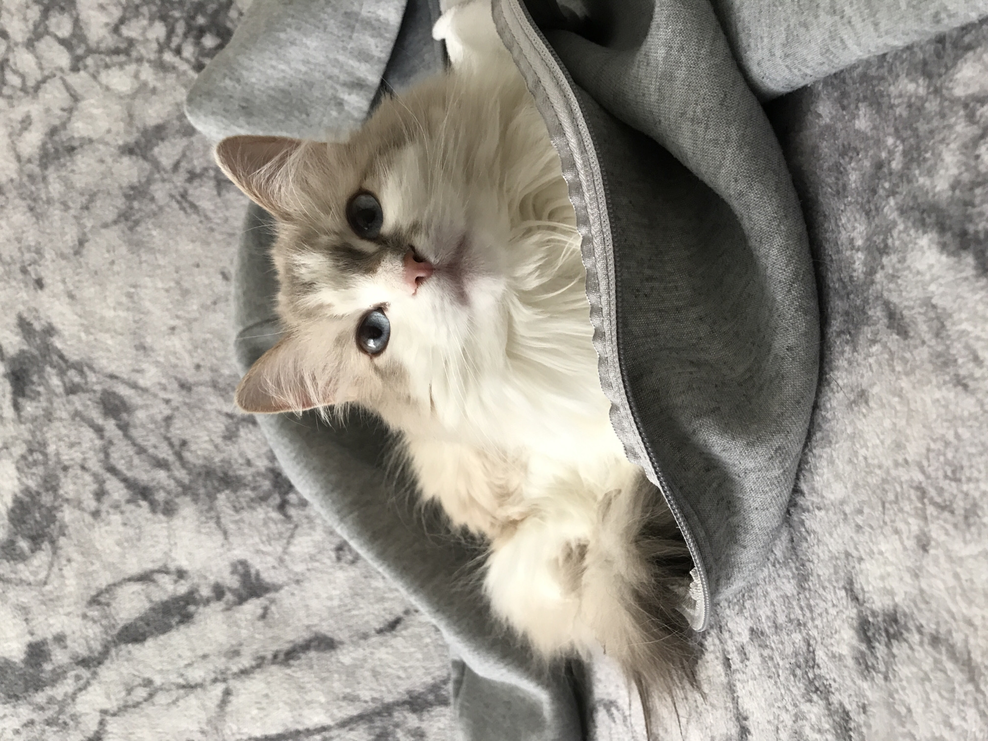 A light-furred cat with blue eyes is nestled inside a grey sweatshirt, surrounded by a grey and white mottled surface.