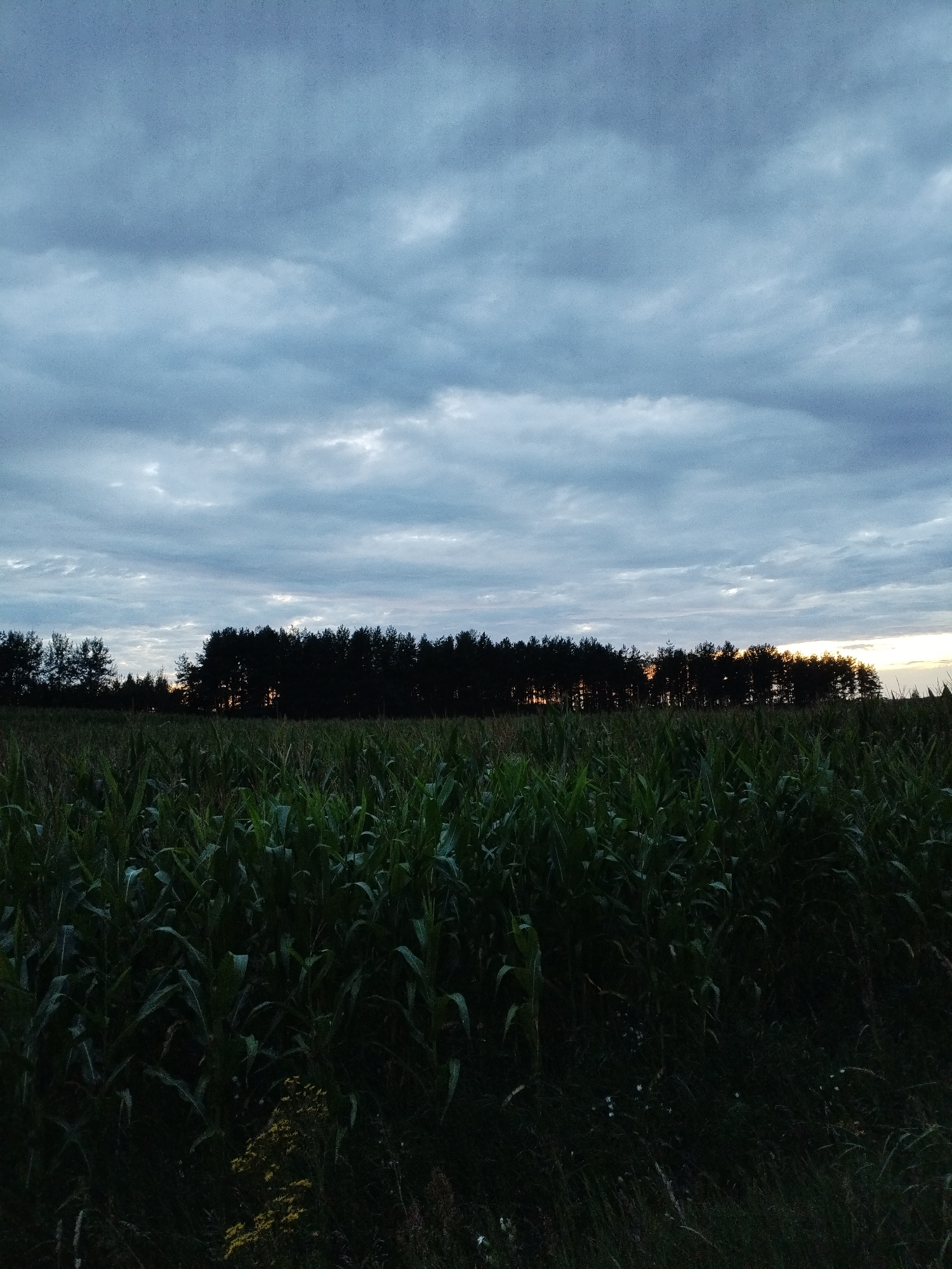 This is a low-angle, medium shot of a cornfield in Bialynichy, Belarus, at dusk. The sky is filled with heavy, gray clouds, with a sliver of orange light visible on the horizon behind a dark line of trees. The corn stalks are tall and green, filling the foreground and midground of the image. The overall mood is somber and atmospheric.