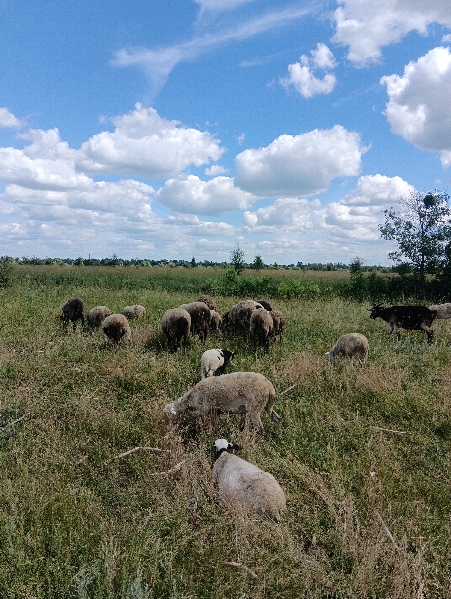 A flock of sheep grazes in a dry, grassy field under a bright blue sky with scattered white clouds. The sheep are of various colors, including white, light brown, and dark brown, with some appearing to have black heads and legs. One dark-colored goat can be seen running in the middle of the field. The terrain is uneven and covered in tall, dry grass and a few scattered sticks or branches. In the background, a line of trees and foliage stretches across the horizon, suggesting a rural or undeveloped area. The overall scene depicts a pastoral setting on a sunny day.