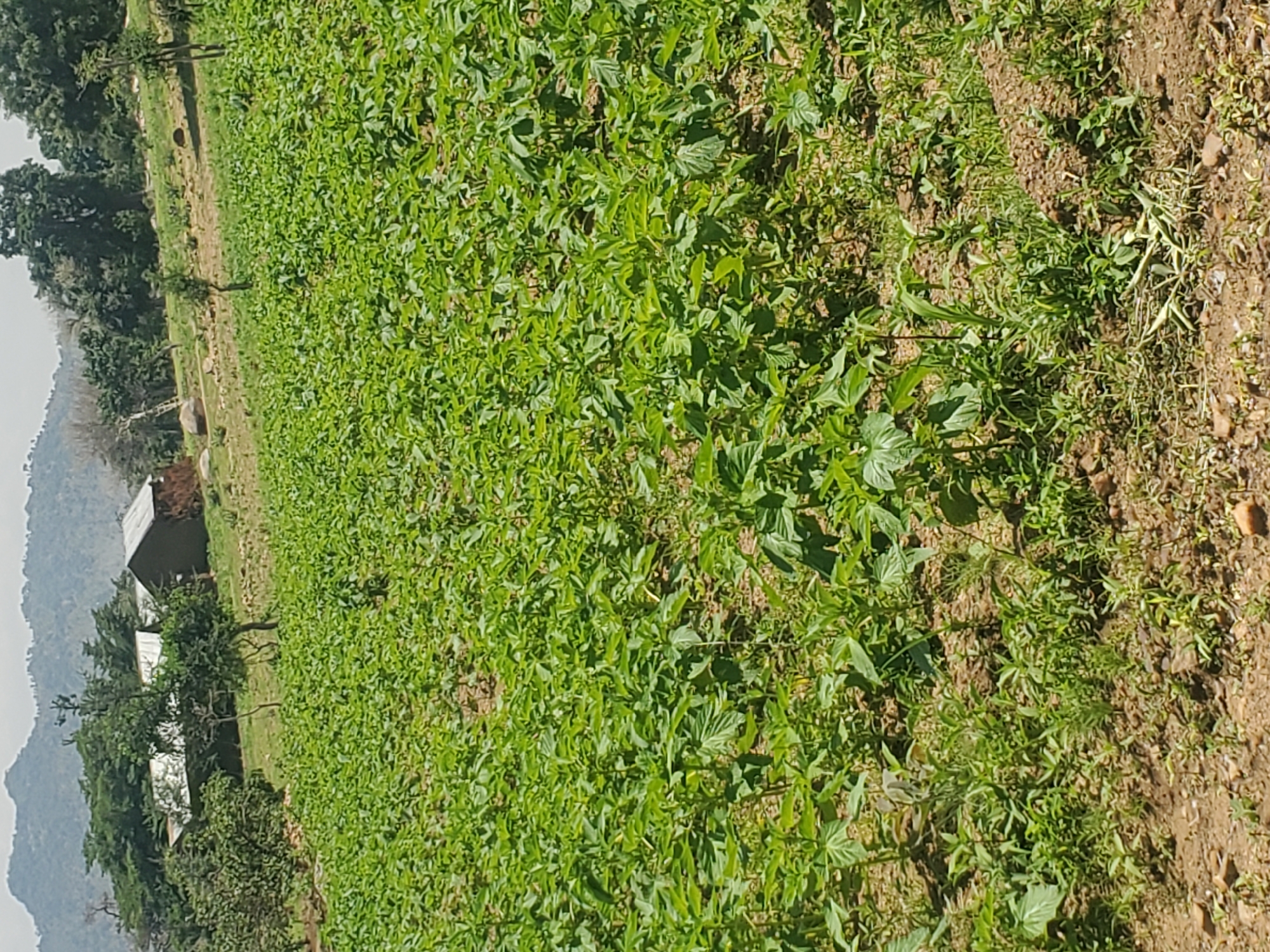 The image depicts a lush, green field of crops in Dawaki, Nigeria. The crops are densely planted, with vibrant green leaves dominating the foreground and stretching towards the background. The soil is visible in patches between the plants, appearing dry and sandy.
In the mid-ground and background, several structures with metal roofs are nestled amongst trees. These buildings suggest a rural or semi-rural setting. Further in the background, rolling hills covered in vegetation rise against a hazy sky, indicating a natural landscape. The overall scene is bathed in sunlight, suggesting it is daytime, likely mid-morning or afternoon given the lighting and shadows. The weather appears to be clear and dry. There is no visible text in the image. The image appears to be taken from a slightly elevated, angled perspective, looking down and across the field.