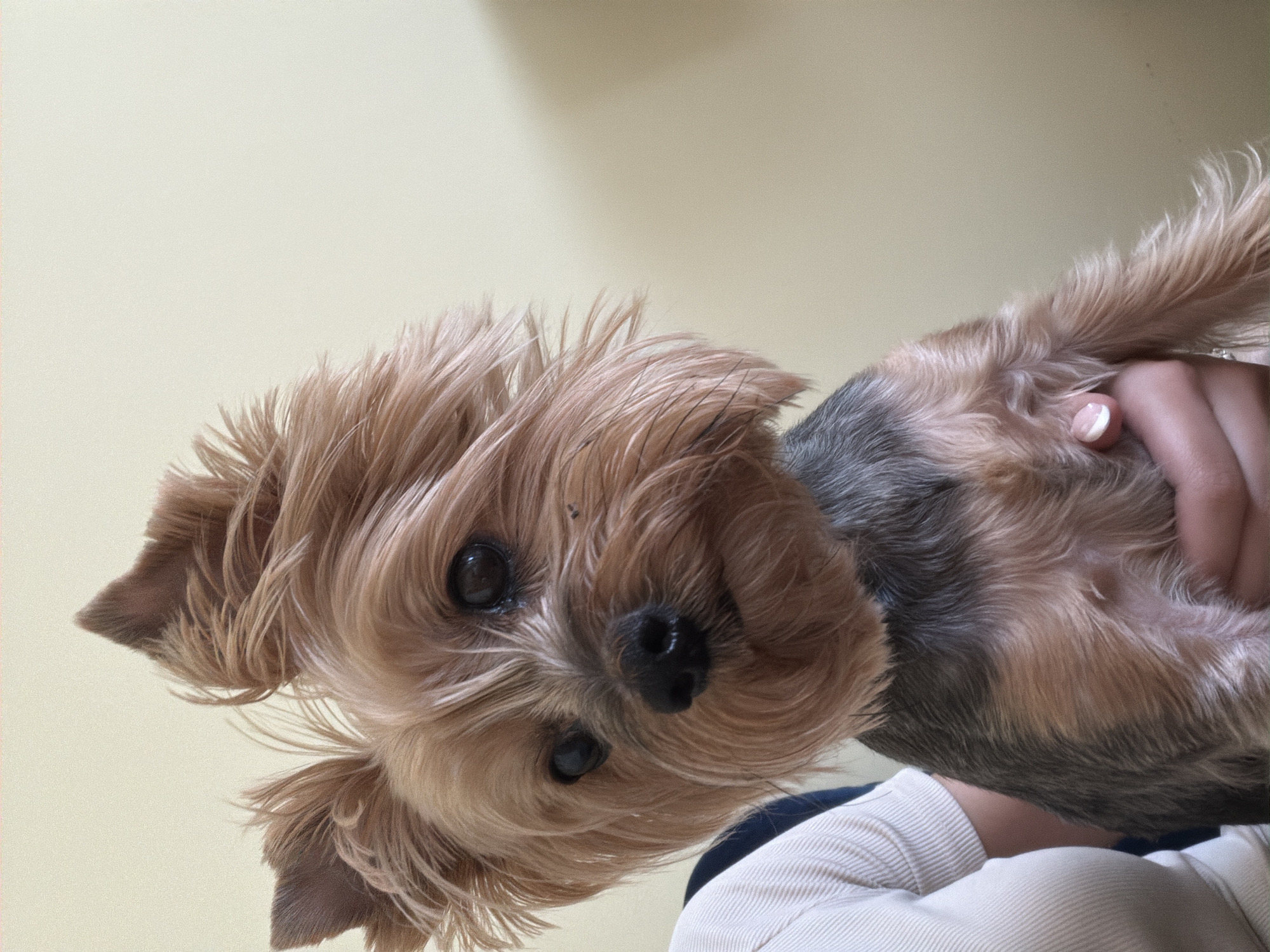 A Yorkshire Terrier dog is held in a person's arm. The dog has long, light brown and gray fur. The background is a plain, light yellow wall. A portion of the person holding the dog is visible, wearing a white shirt with a blue neckline. The location in Sofia, Bulgaria, is not discernible from this image.
