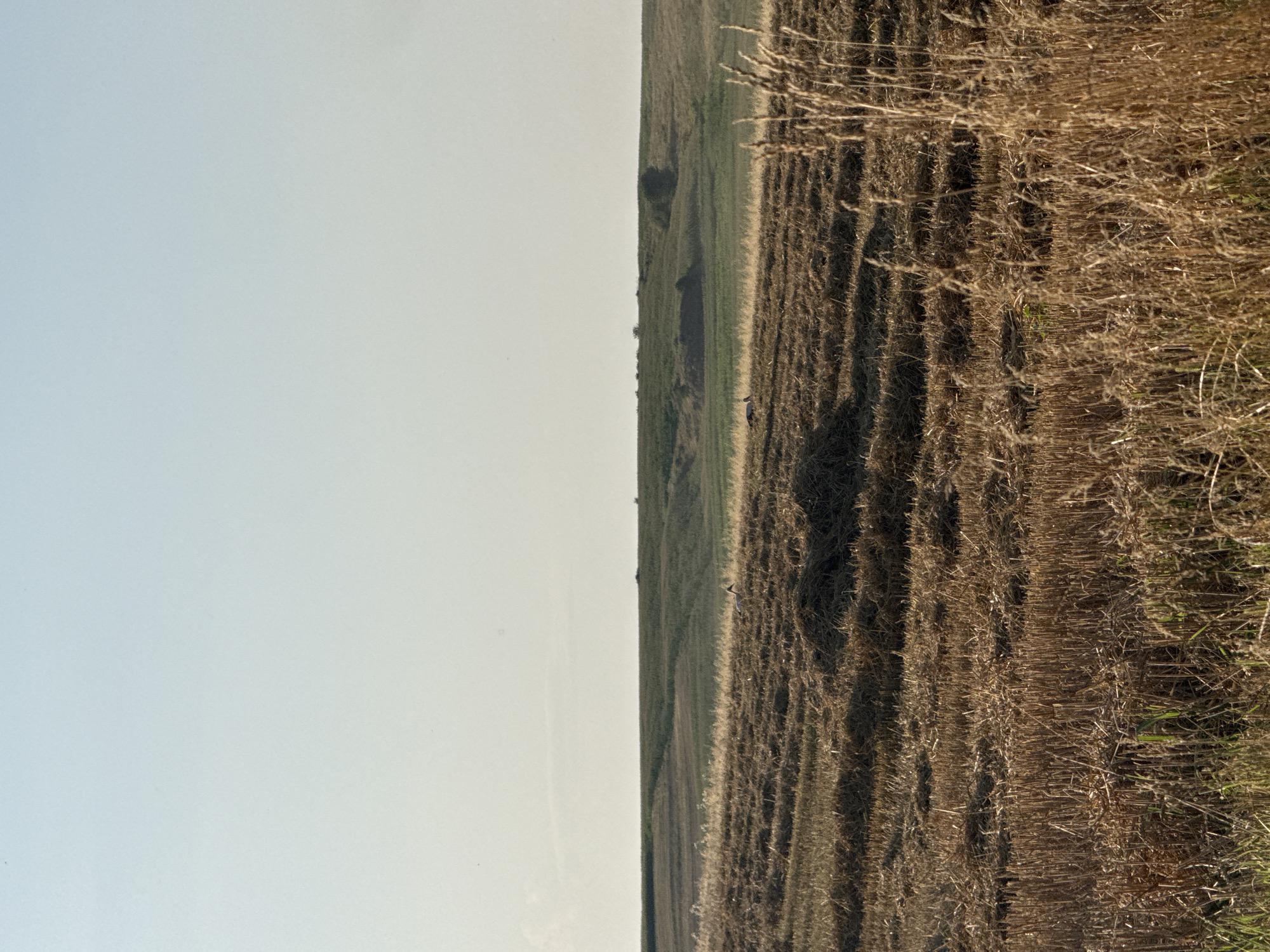 An outdoor, eye-level, medium shot shows a rural landscape with a mowed field in the foreground and rolling hills in the background under a pale blue sky. The foreground is filled with cut stalks of wheat or hay, some of which have been gathered into piles. In the middle ground, there is a person with a white body and black wings standing in the field. The person is facing to the right and appears to be looking down. The background consists of green, rolling hills with some patches of darker vegetation. The sky is clear and bright, with no clouds visible. The overall impression is one of peace and tranquility.