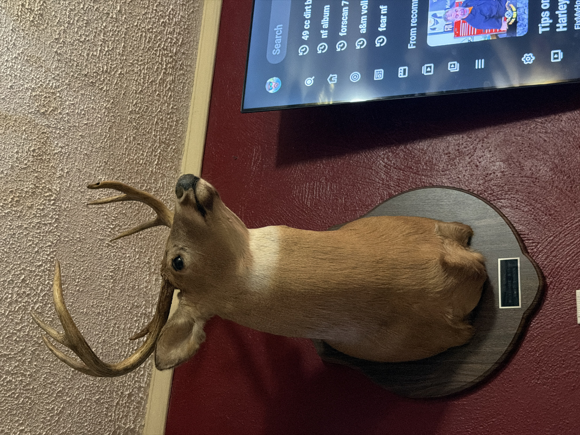 The image depicts a mounted deer head on a wooden plaque against a textured, light-colored ceiling and a dark red wall. To the right of the deer head, a television screen displays a search interface with a profile picture, a search bar, and a list of search results including "49 cc dirt b", "nf album", "forscan 7", "a&m volk", and "fear nf". Below these results, the text "From recom" is visible, followed by a thumbnail of a video featuring two men, one of whom is wearing a blue shirt and appears to be a mechanic. The bottom portion of the screen shows the title "Tips on Harley". The image itself does not provide any specific information to pinpoint its location in Virginia Beach, United States of America.