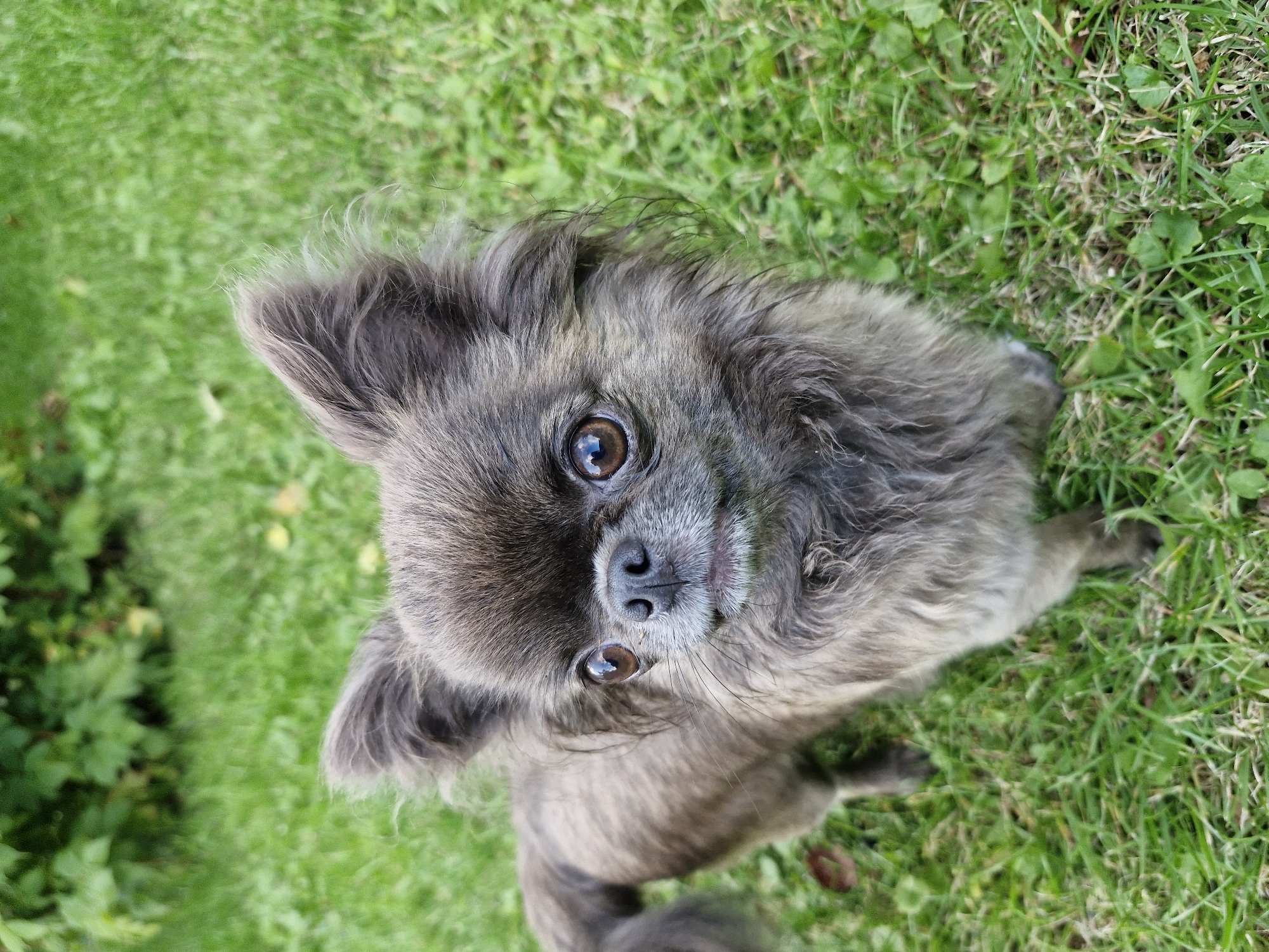 A long-haired, grey chihuahua stands on green grass in an outdoor setting, possibly a yard. The dog is facing the camera, with its body angled slightly to the left. Its large, brown eyes are looking directly at the viewer. The dog's fur is long and somewhat shaggy, particularly around its face and ears. The background consists of lush green grass and some out-of-focus green foliage. The lighting suggests it is daytime.
