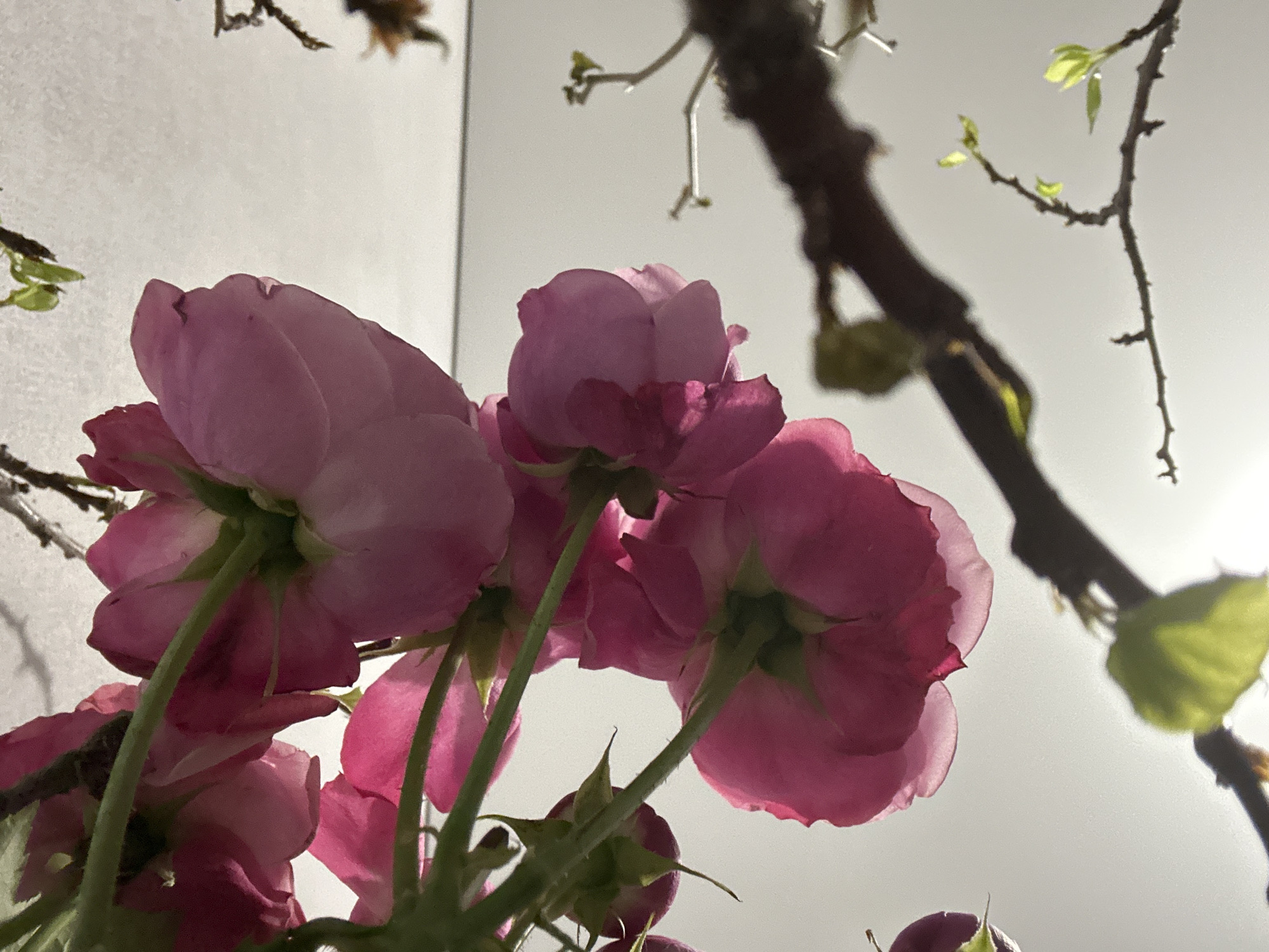 The image shows a low-angle shot of pink flowers, possibly roses, with green stems. A dark, blurred branch with small green leaves is in the background. The background also includes a white wall or surface. The setting appears to be indoors under bright light, potentially natural light. There is no evidence to suggest this image was taken in Kazan, Russia. There are no people in the image.