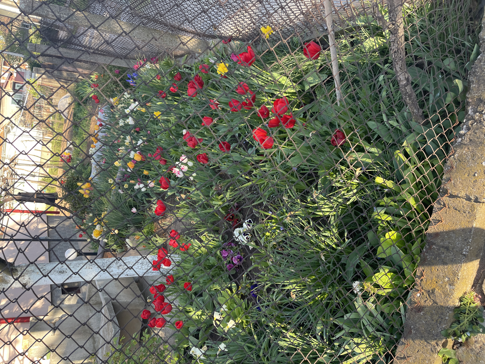 The image shows a flower bed behind a chain-link fence, likely in a garden. The flowers are predominantly tulips, with colors including red, yellow, white, and some bi-colored varieties. There are also some daffodils and pansies visible. The plants are surrounded by green foliage. The fence is rusty in places and partially obscured by the flowers and leaves. Beyond the fence, glimpses of a building and other structures are visible. The presence of flowers and architectural elements suggests an urban or suburban setting. There is not enough information to precisely locate this flowerbed in Sofia, Bulgaria.