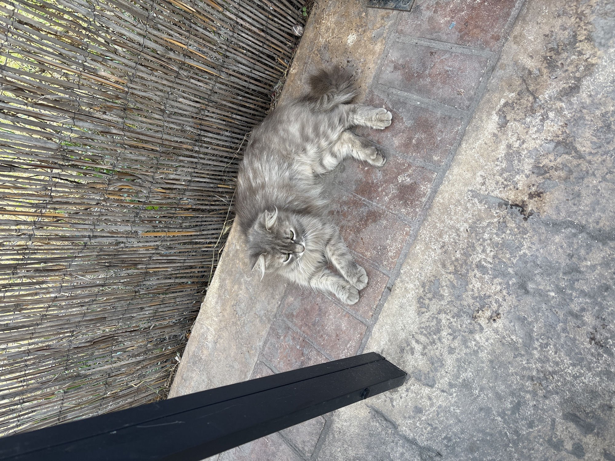 A long-haired gray cat is lying on a brick and concrete patio in front of a bamboo fence. The cat is facing to the left of the frame and appears to be relaxed, with its eyes partially closed. The patio is dry and shows signs of wear, with some patches of dirt and stains. To the left of the frame, a black metal post stands vertically. The bamboo fence behind the cat is made of thin, vertical bamboo stalks bound together with wire. The scene is outdoors, with natural lighting casting shadows on the patio. The location is identified as Panagyurishte, Bulgaria, implying an outdoor setting typical of residential or public spaces in such a location.